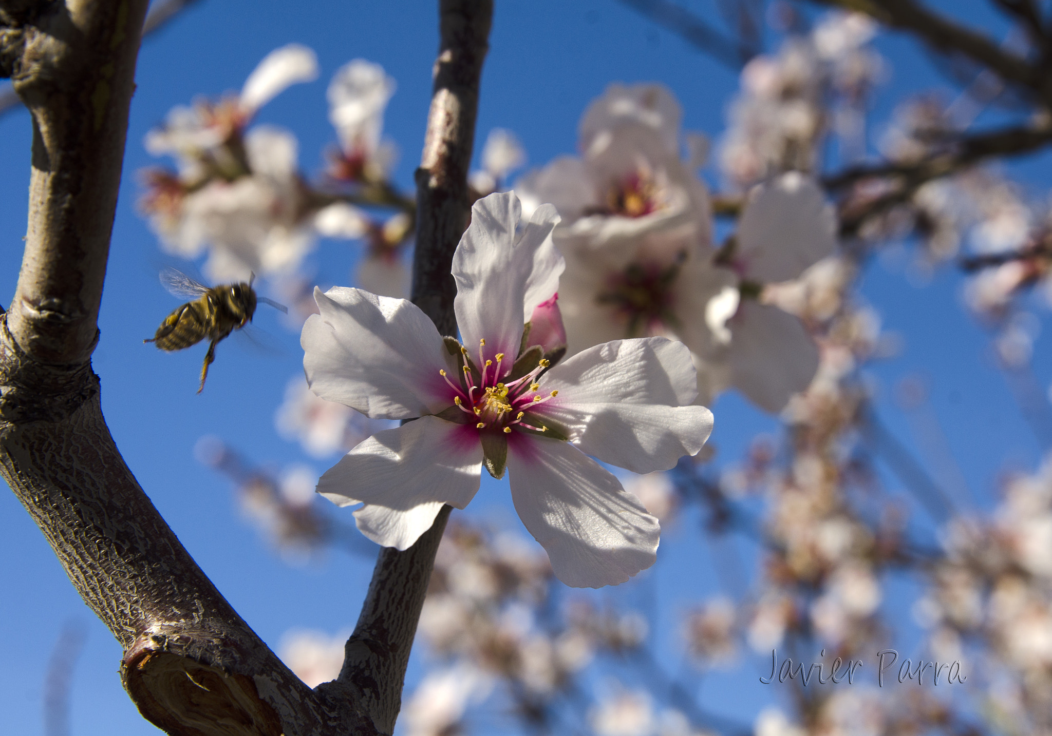 Sigma 24-70mm F2.8 EX DG HSM sample photo. Almendro en flor photography