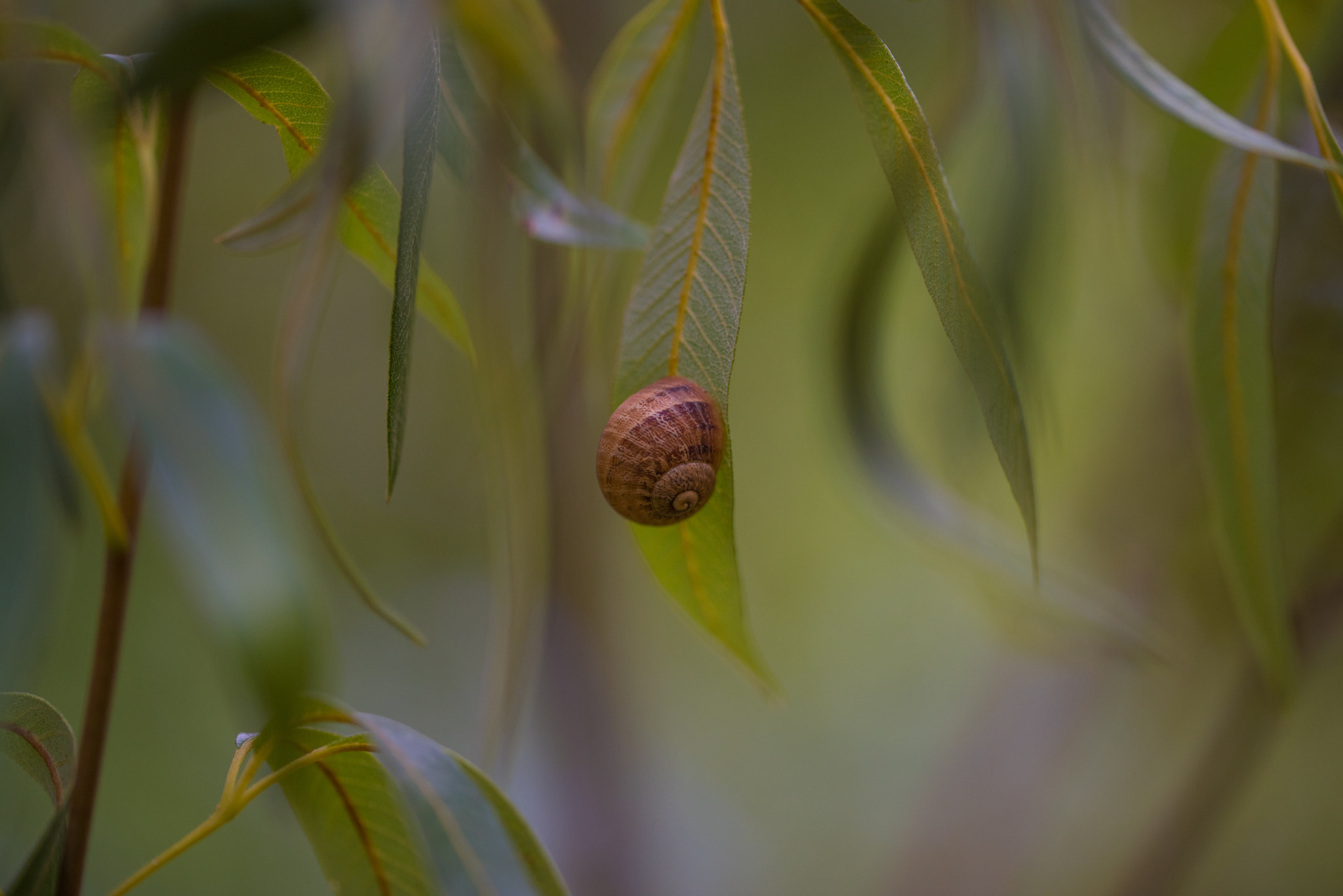 Sigma 105mm F2.8 EX DG OS HSM sample photo. Resting photography