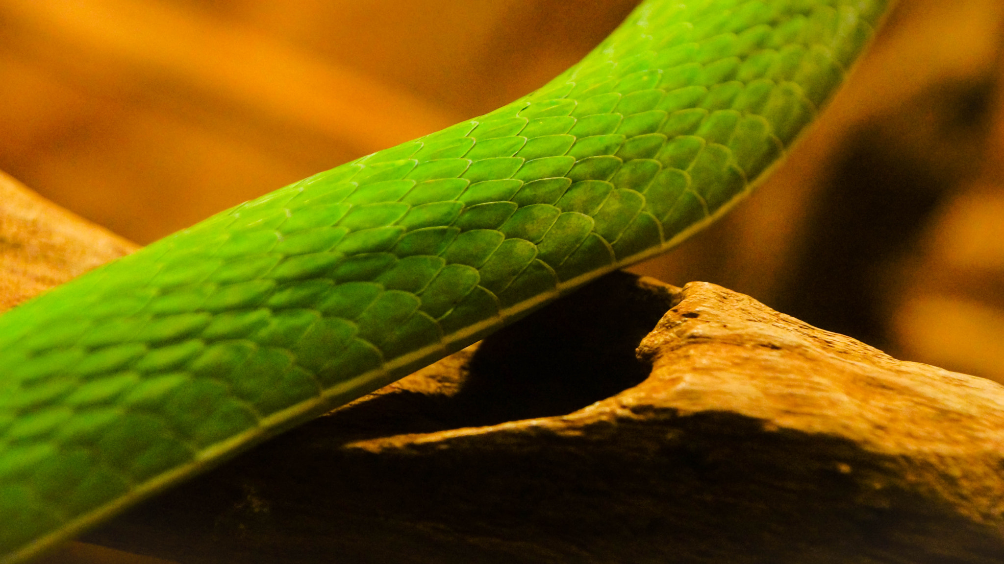 Sony SLT-A77 + Sony DT 16-105mm F3.5-5.6 sample photo. Snake in green photography