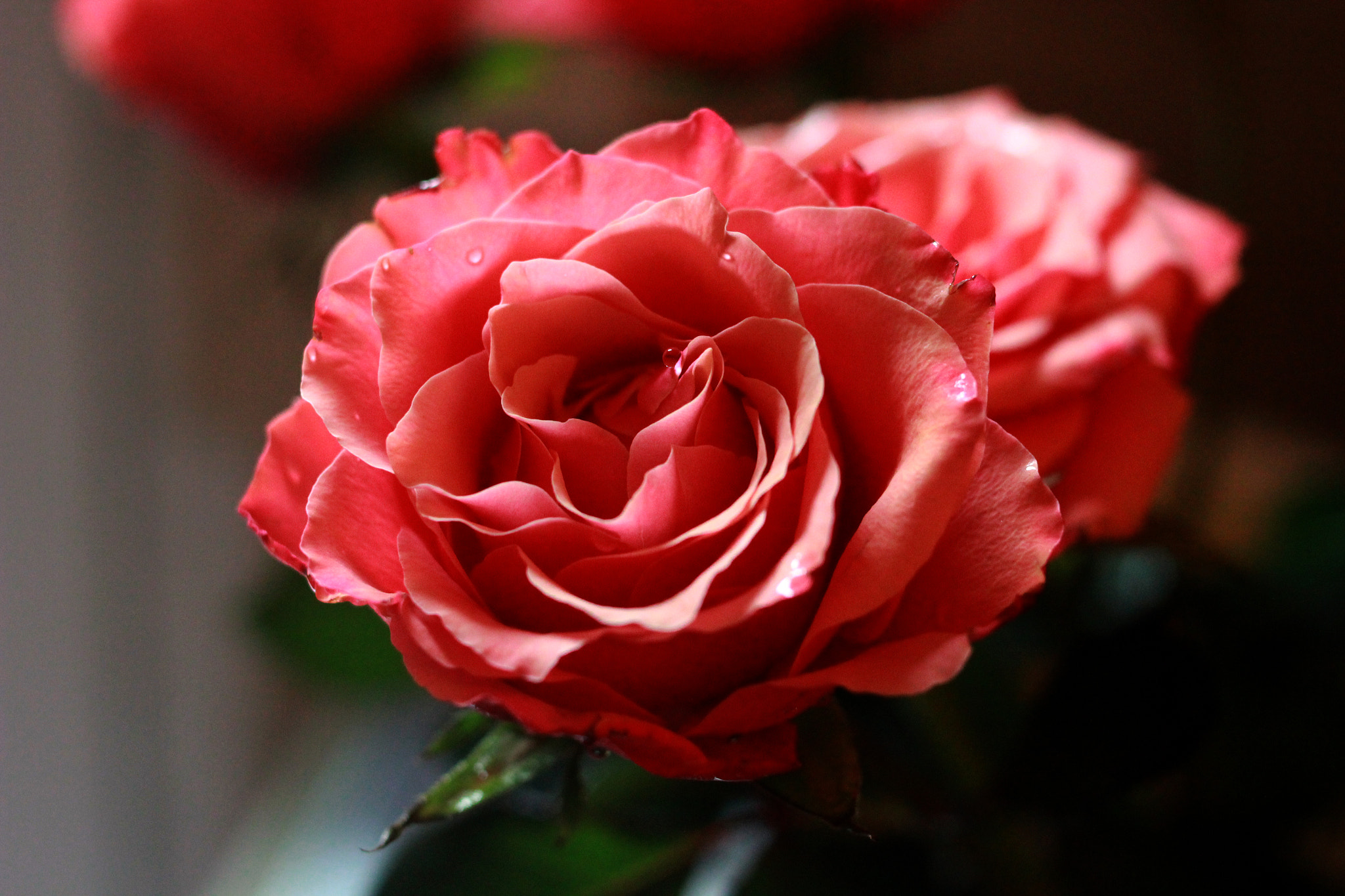 Canon EOS 550D (EOS Rebel T2i / EOS Kiss X4) + Canon EF 35mm F2 sample photo. Rose <3 photography