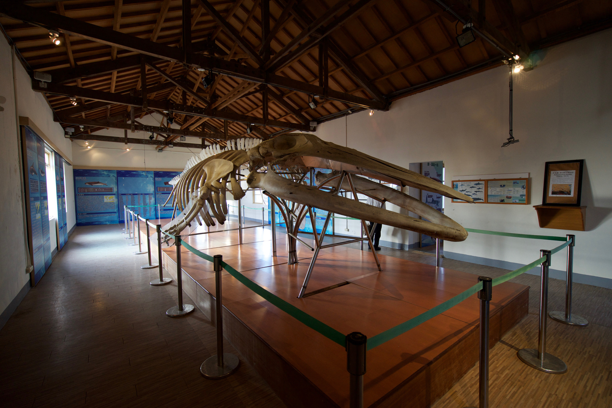 Sony a7 + Sony Vario-Tessar T* FE 16-35mm F4 ZA OSS sample photo. Taijiang cetacean museum photography