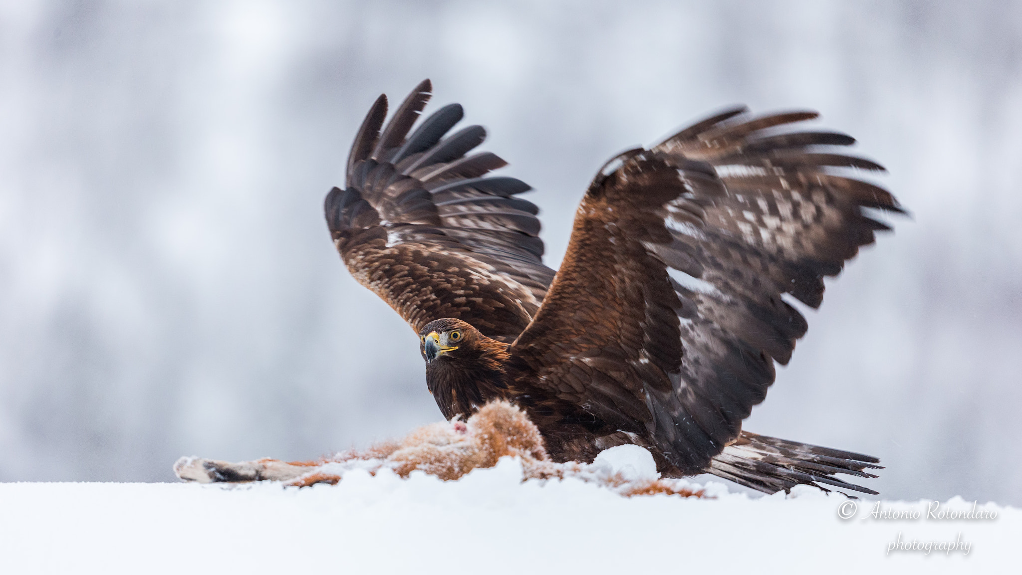 Canon EF 500mm F4L IS II USM sample photo. Aquila reale  photography