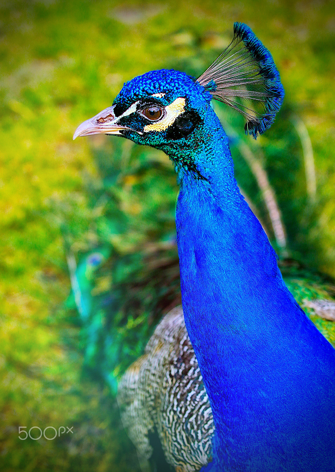 Canon EF 70-300mm F4-5.6L IS USM sample photo. Peacock photography