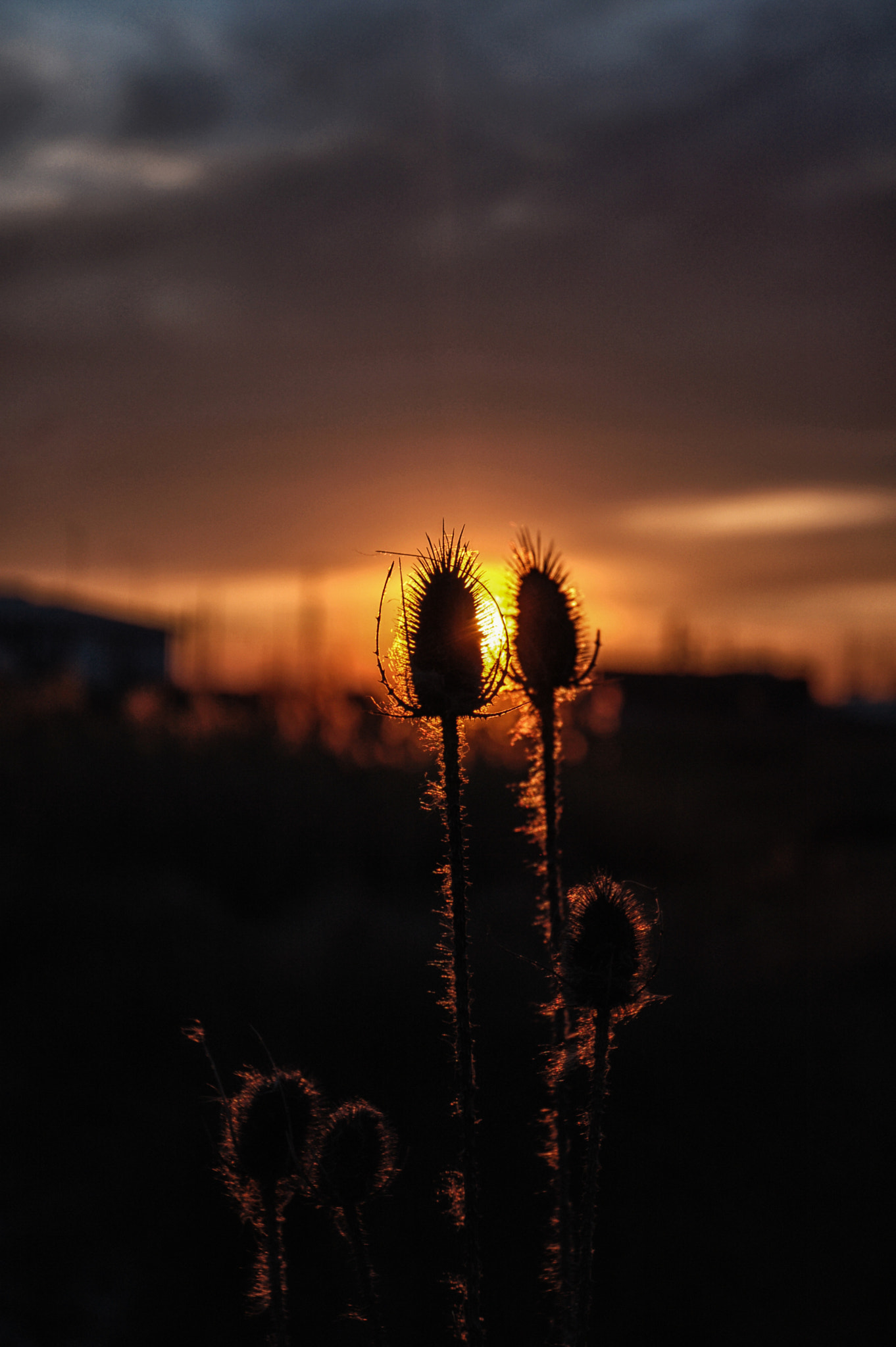 Nikon D50 sample photo. Swamp sunset photography