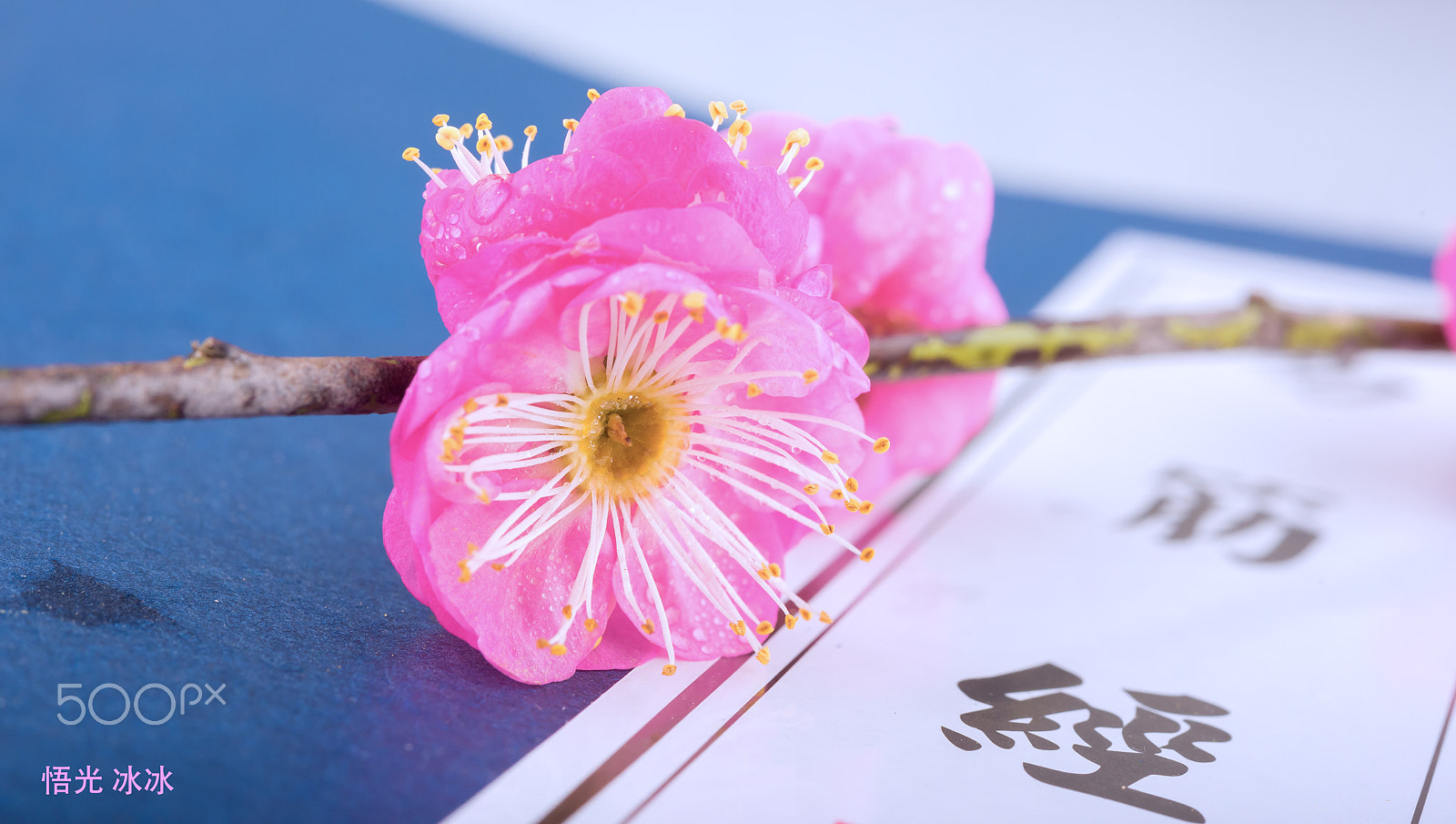 Nikon AF-S Micro-Nikkor 60mm F2.8G ED sample photo. Red plum photography