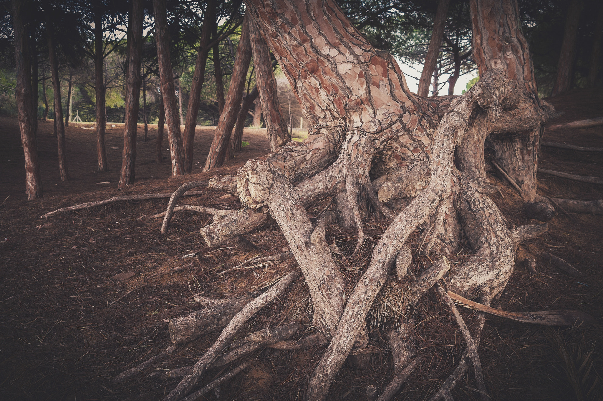 Samsung NX 18-55mm F3.5-5.6 OIS sample photo. Trees photography