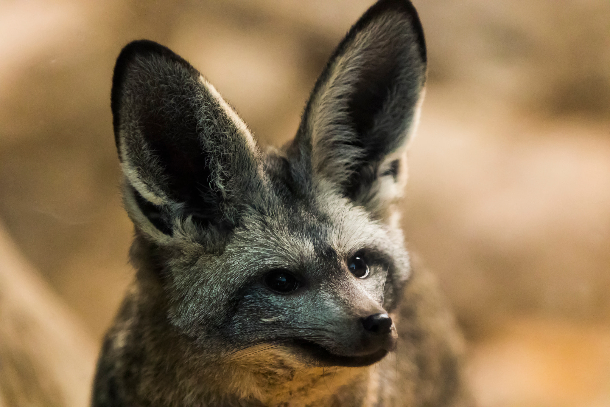 Canon EF 70-200mm F2.8L IS USM sample photo. Bat eared fox photography
