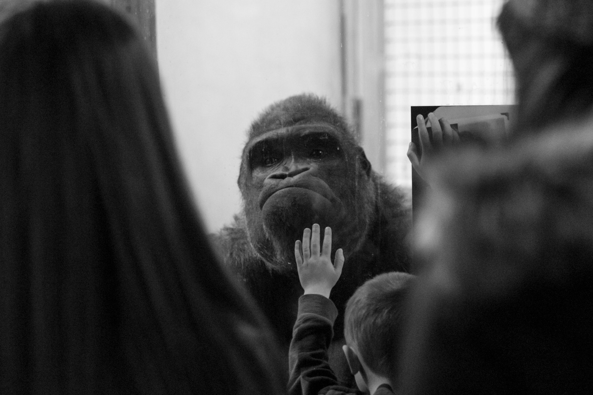 Canon EF 70-200mm F2.8L IS USM sample photo. Gorilla and child photography