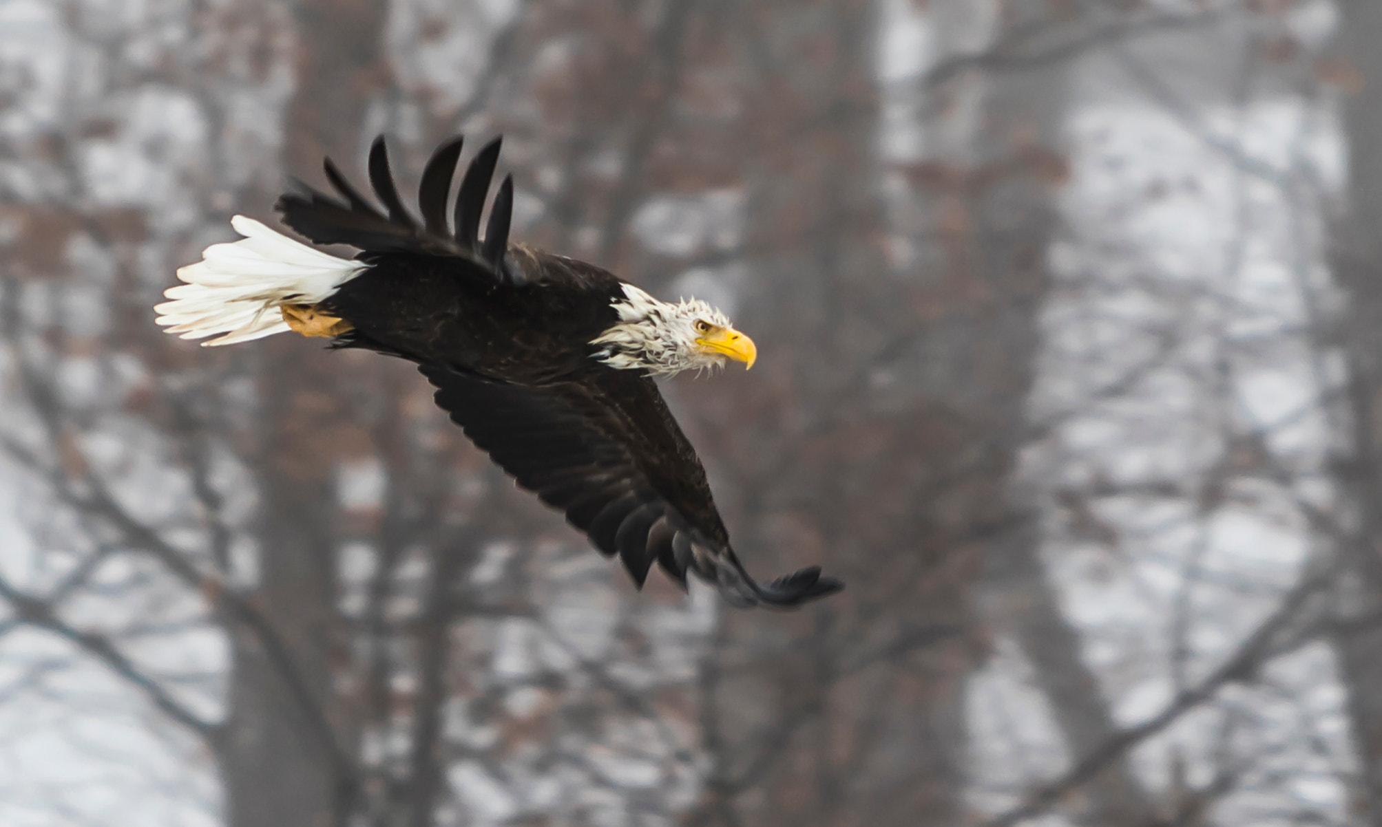 Canon EF 70-200mm F2.8L IS USM sample photo. Bald eagle photography