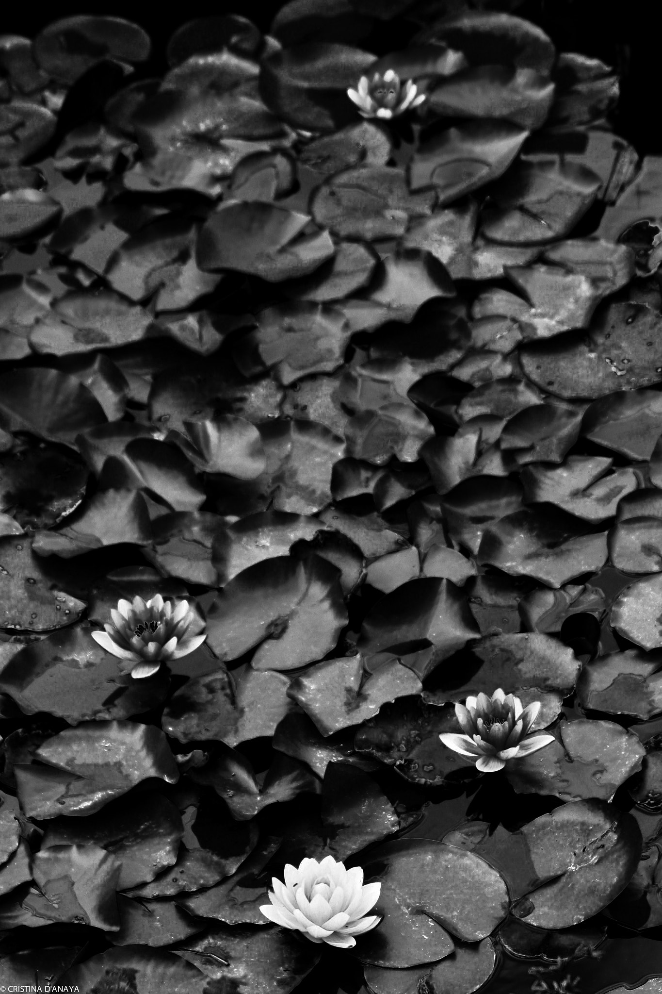 Sigma 70-300mm F4-5.6 APO DG Macro sample photo. White nenufar photography