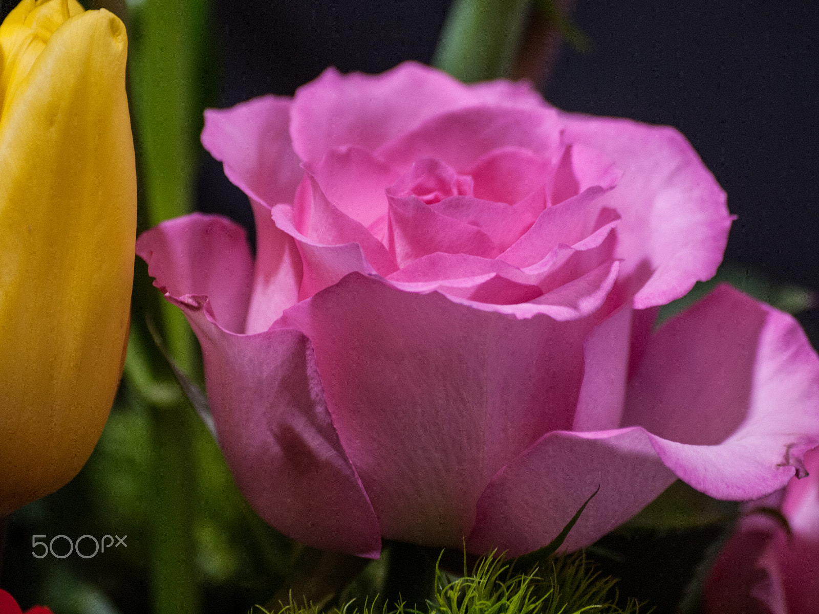 Olympus Zuiko Digital ED 70-300mm F4.0-5.6 sample photo. Pretty and pink photography