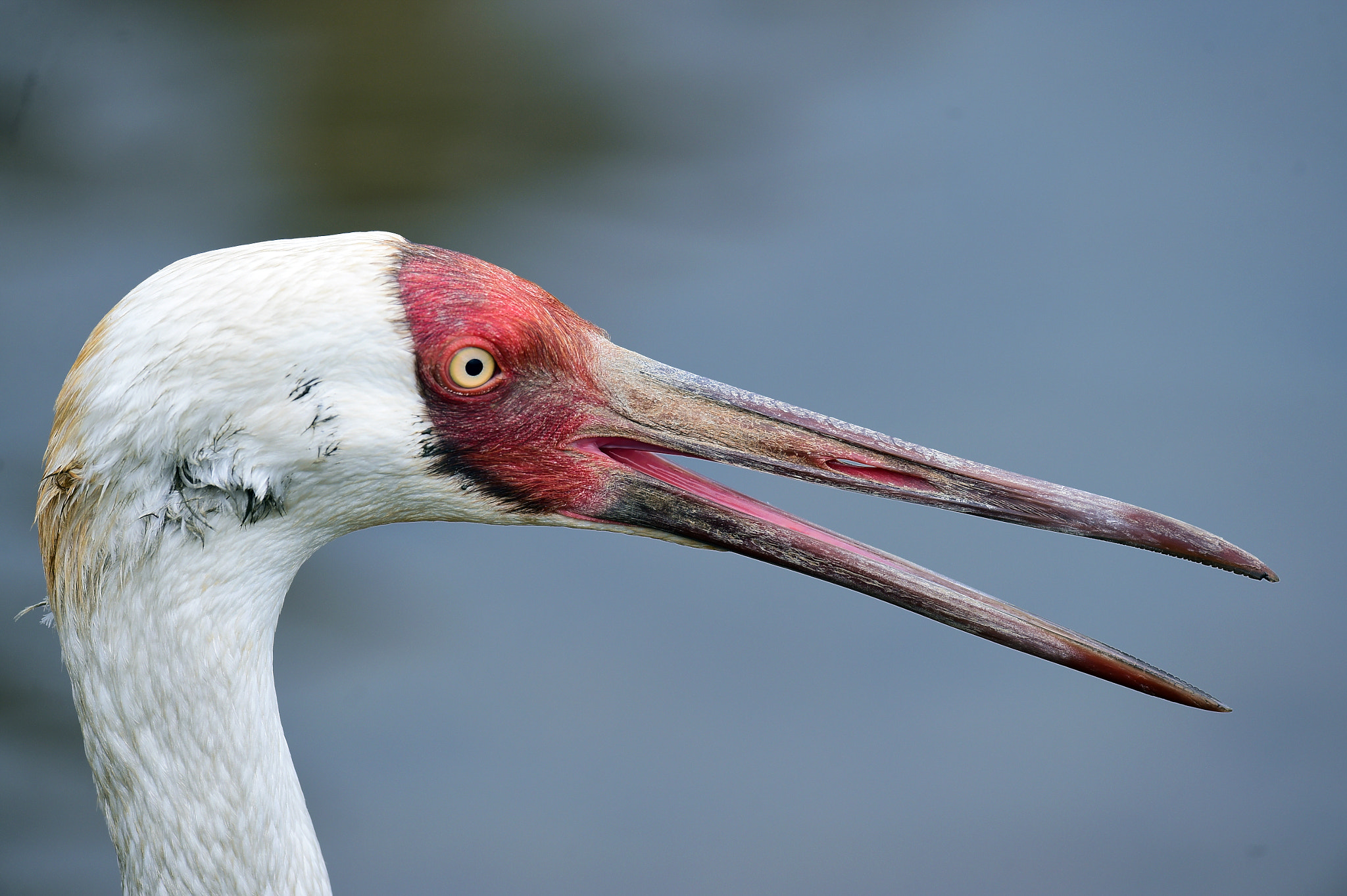 Nikon AF-S Nikkor 600mm F4E FL ED VR sample photo. 白鶴 清水濕地 2016 photography
