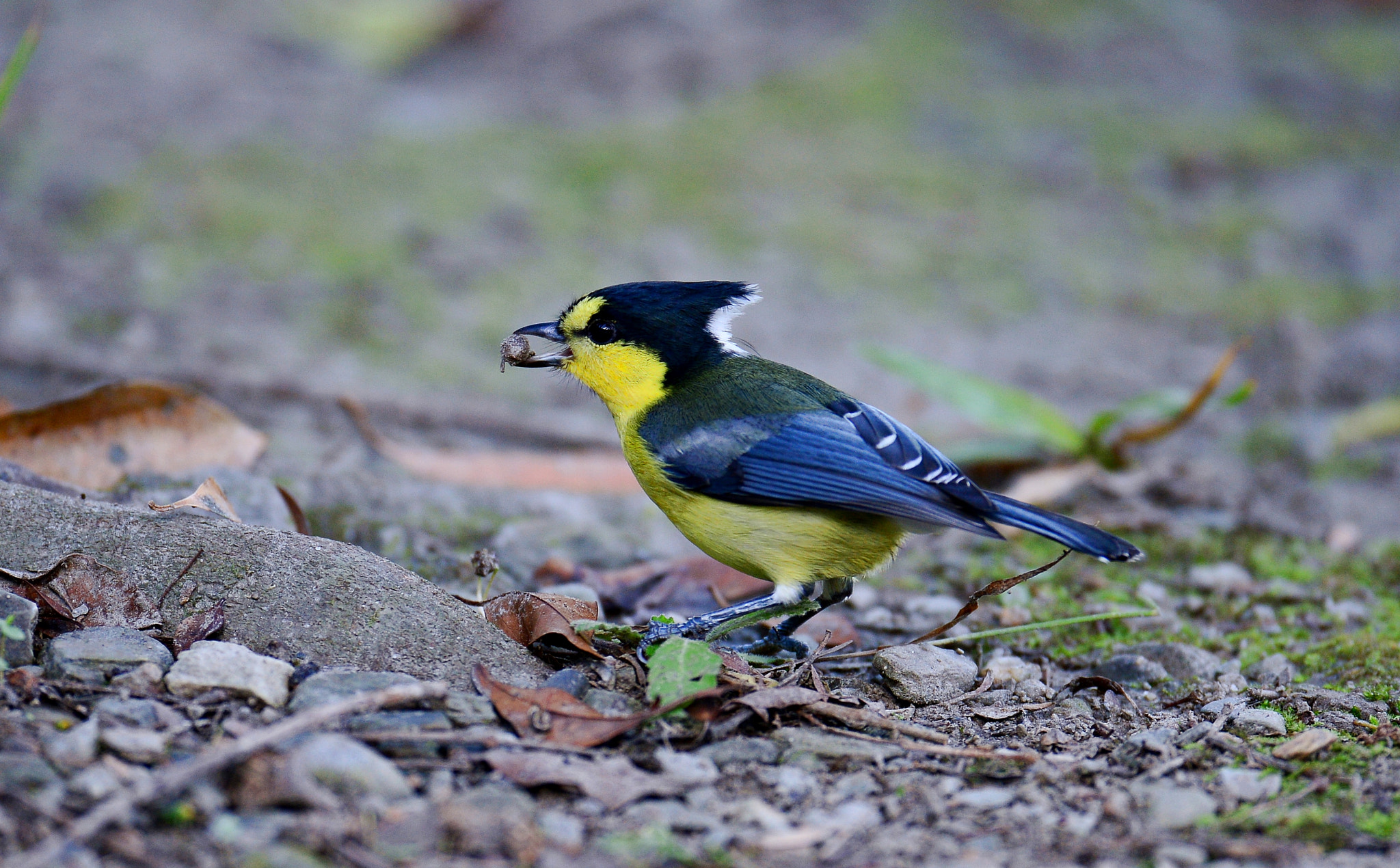 Nikon AF-S Nikkor 500mm F4D ED-IF II sample photo. 黃山雀 布洛灣 photography