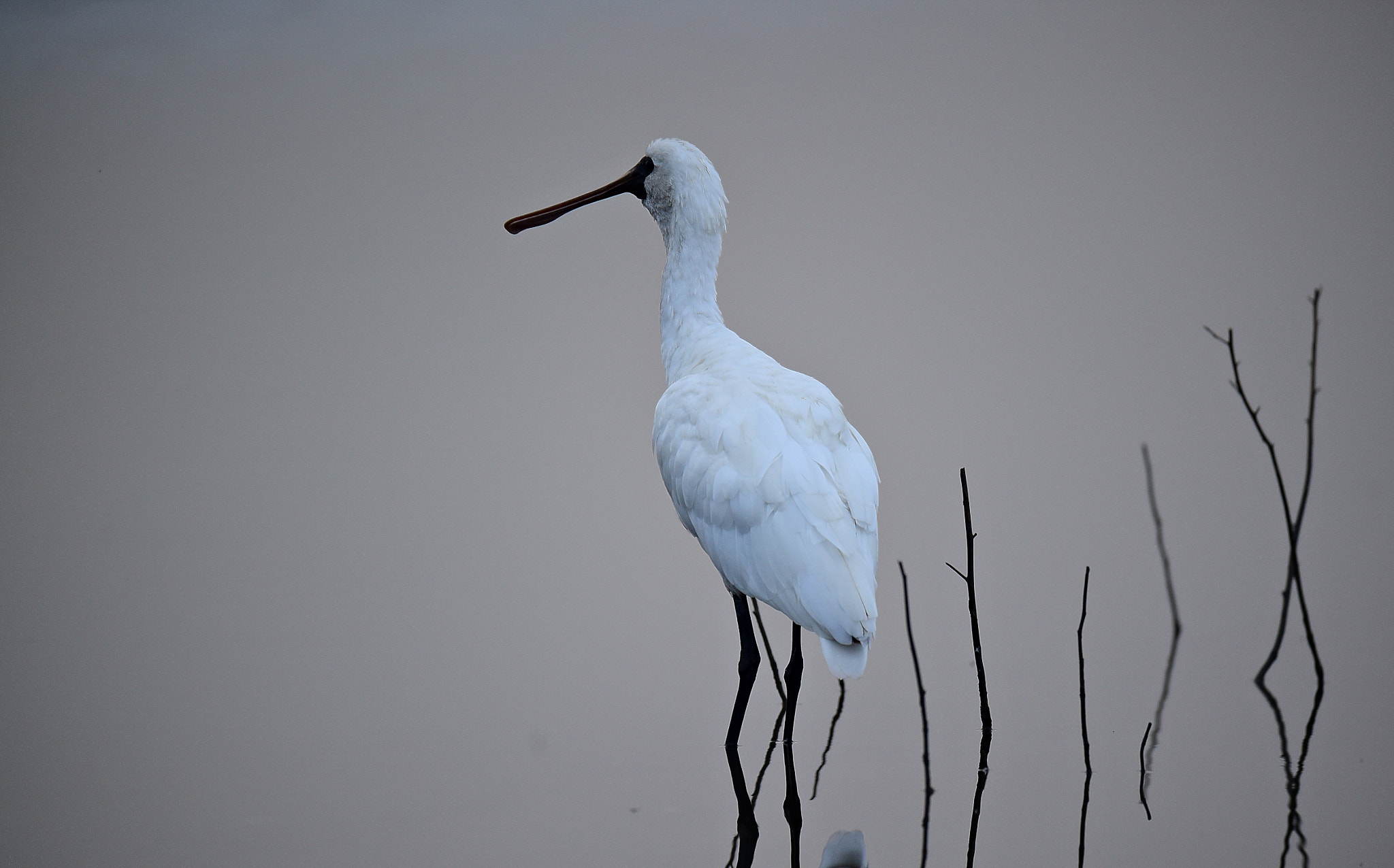 Nikon AF-S Nikkor 600mm F4E FL ED VR sample photo. 黑面琵鷺  宜蘭 photography