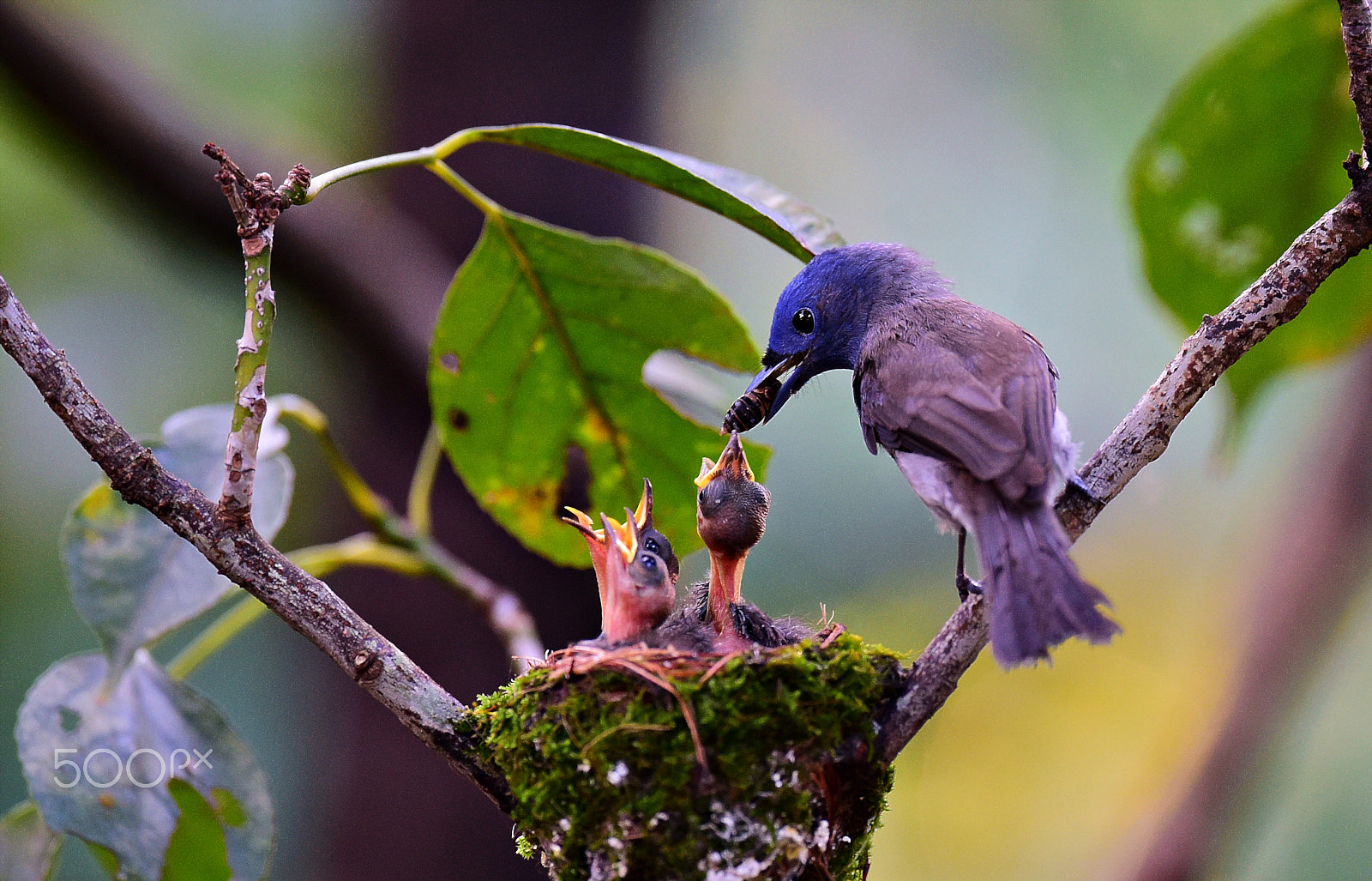 Nikon D4S + Nikon AF-S Nikkor 600mm F4E FL ED VR sample photo. 黑枕藍鶲 萬慶公園 photography