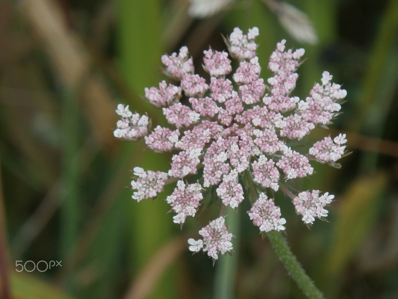Olympus SZ-15,DZ-100 sample photo. Inflorescencia photography