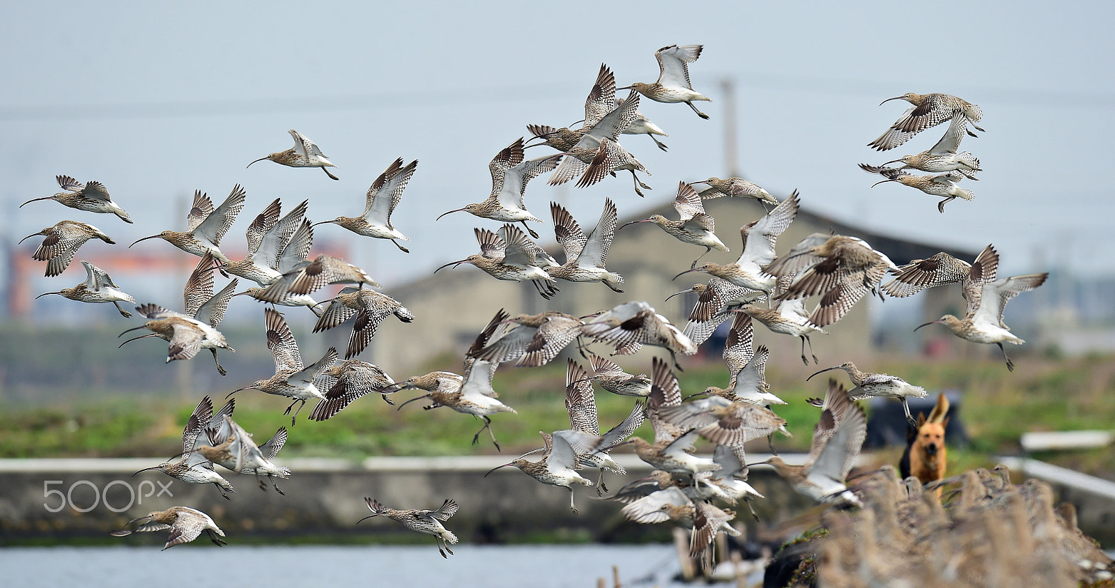 Nikon D4S + Nikon AF-S Nikkor 600mm F4E FL ED VR sample photo. 大杓鷸  芳苑 photography