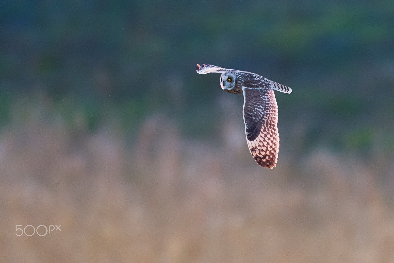Nikon AF-S Nikkor 400mm F2.8G ED VR II sample photo. Komimi photography