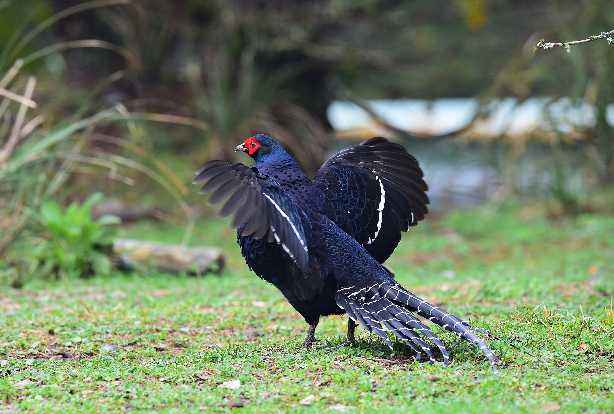 Nikon AF-S Nikkor 600mm F4E FL ED VR sample photo. 帝雉 大雪山 photography