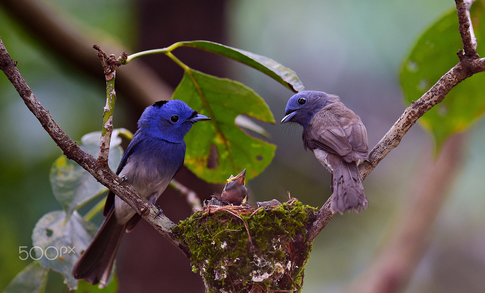 Nikon AF-S Nikkor 600mm F4E FL ED VR sample photo. 黑枕藍鶲 萬慶公園 photography