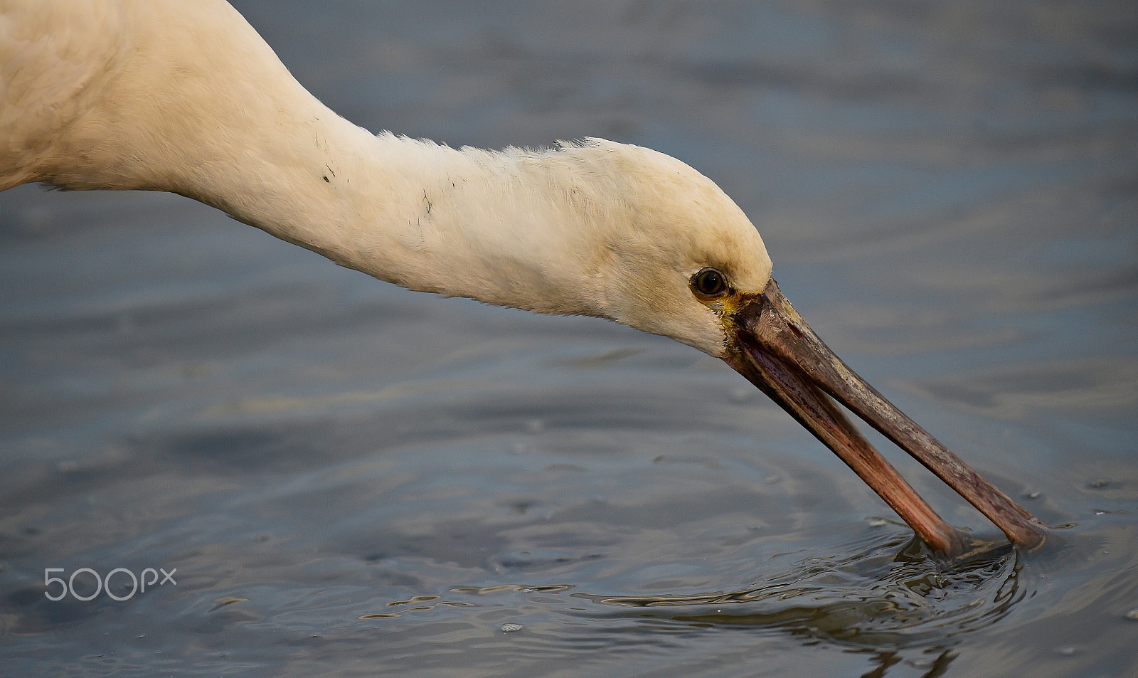 Nikon D4S + Nikon AF-S Nikkor 600mm F4E FL ED VR sample photo. 白琵鷺 宜蘭 photography