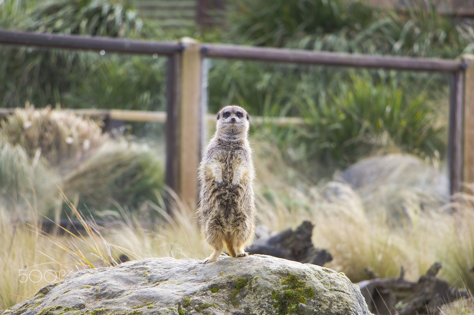 Canon EOS 1200D (EOS Rebel T5 / EOS Kiss X70 / EOS Hi) sample photo. Meerkat photography