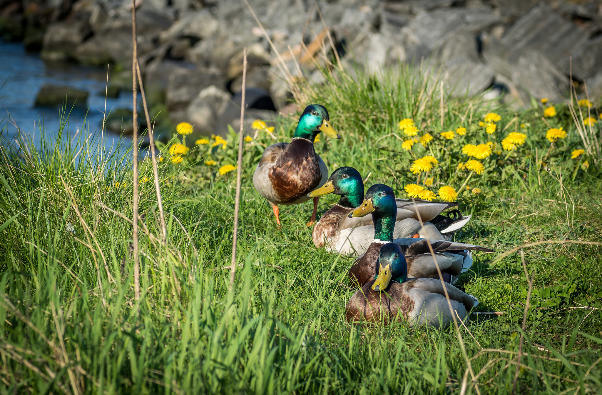 Sony ILCA-77M2 + Tamron SP AF 90mm F2.8 Di Macro sample photo. Mallard or wild duck (anas platyrhynchos) photography