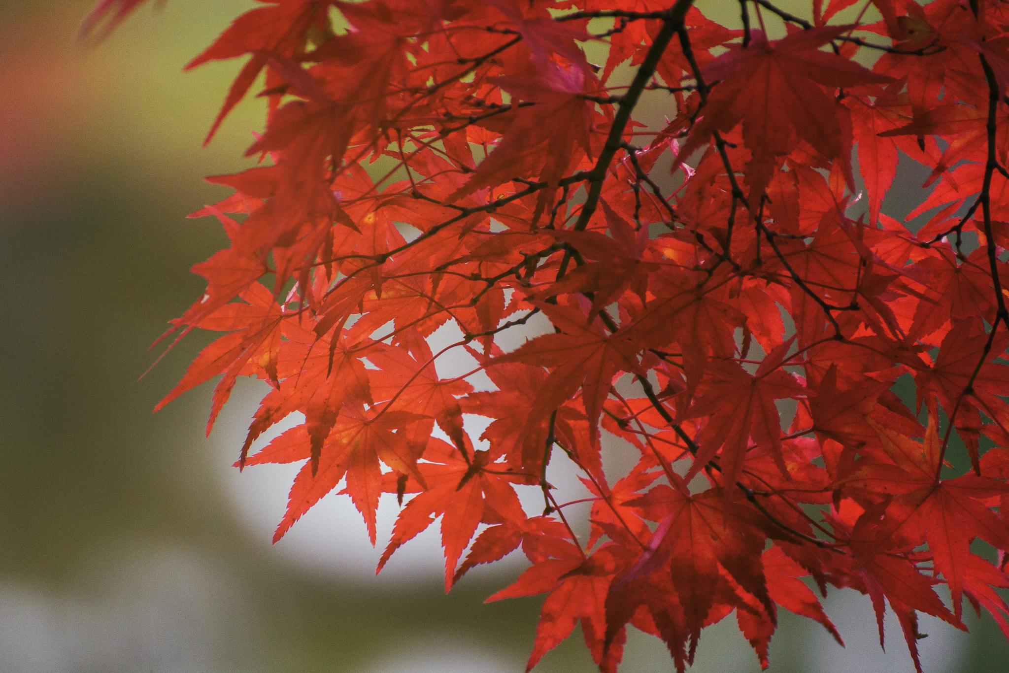Tamron SP 35mm F1.8 Di VC USD sample photo