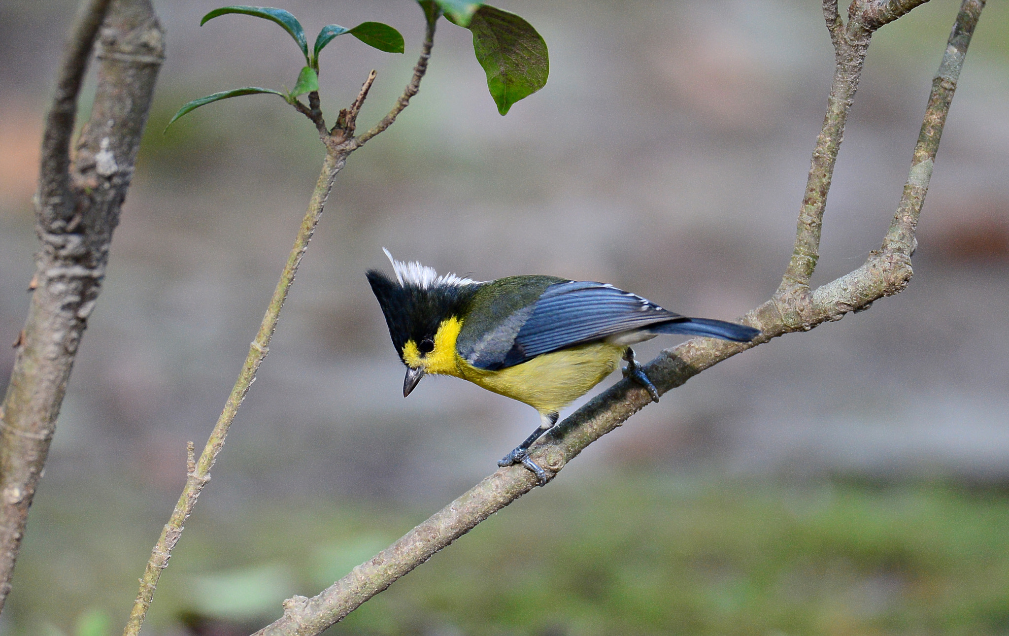 Nikon AF-S Nikkor 500mm F4D ED-IF II sample photo. 黃山雀 photography