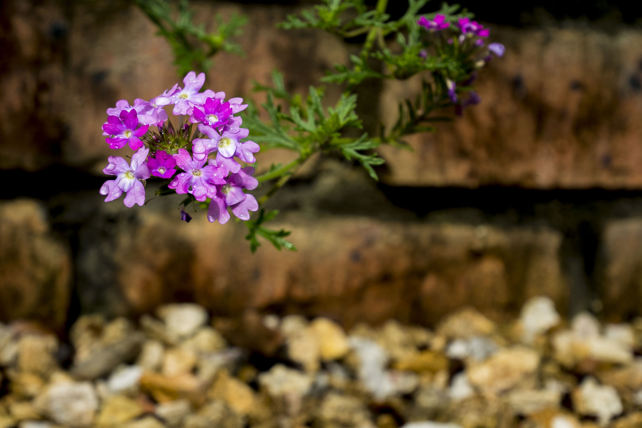 Panasonic Lumix DMC-GM5 + Panasonic Lumix G Vario HD 12-32mm F3.5-5.6 Mega OIS sample photo. Flowers photography