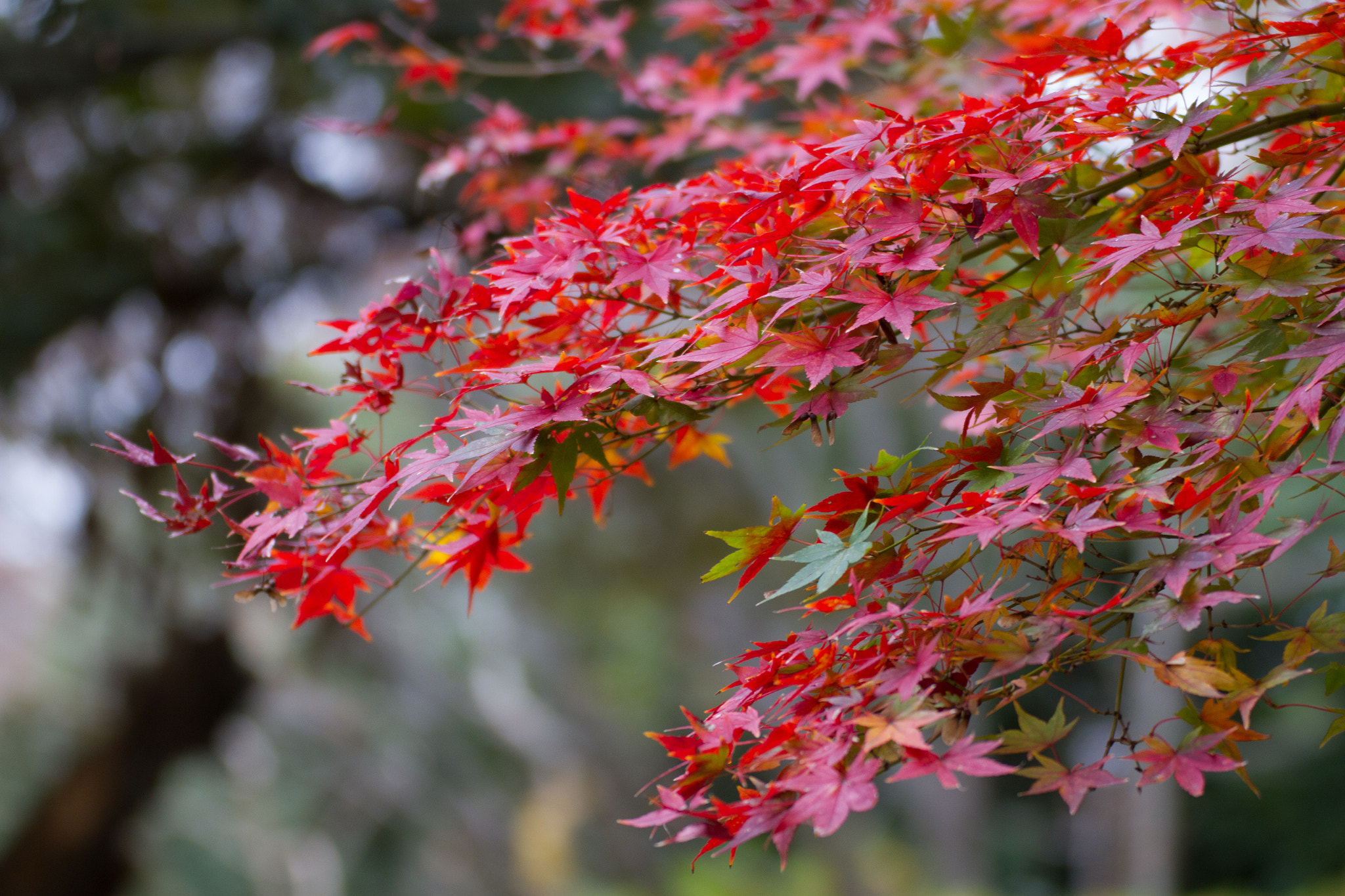 Tamron SP 35mm F1.8 Di VC USD sample photo