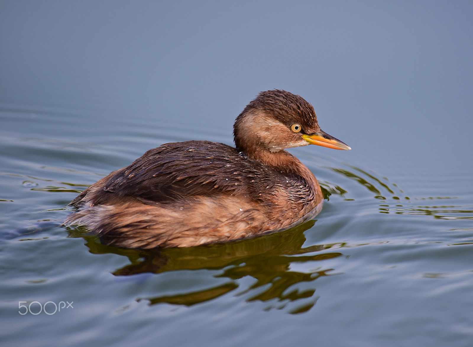 Nikon D4S + Nikon AF-S Nikkor 600mm F4E FL ED VR sample photo. 小鸊鷈 photography