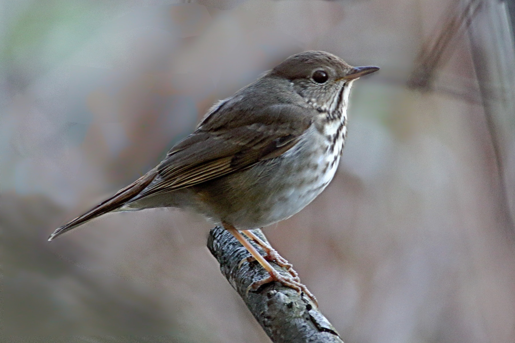 Canon EF 400mm F5.6L USM sample photo. Hermit thrush photography