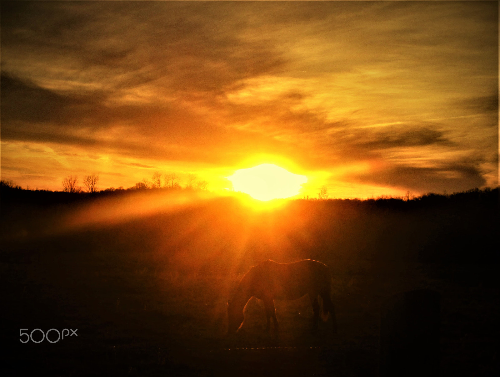 Canon PowerShot ELPH 160 (IXUS 160 / IXY 150) sample photo. Horse at sunset photography