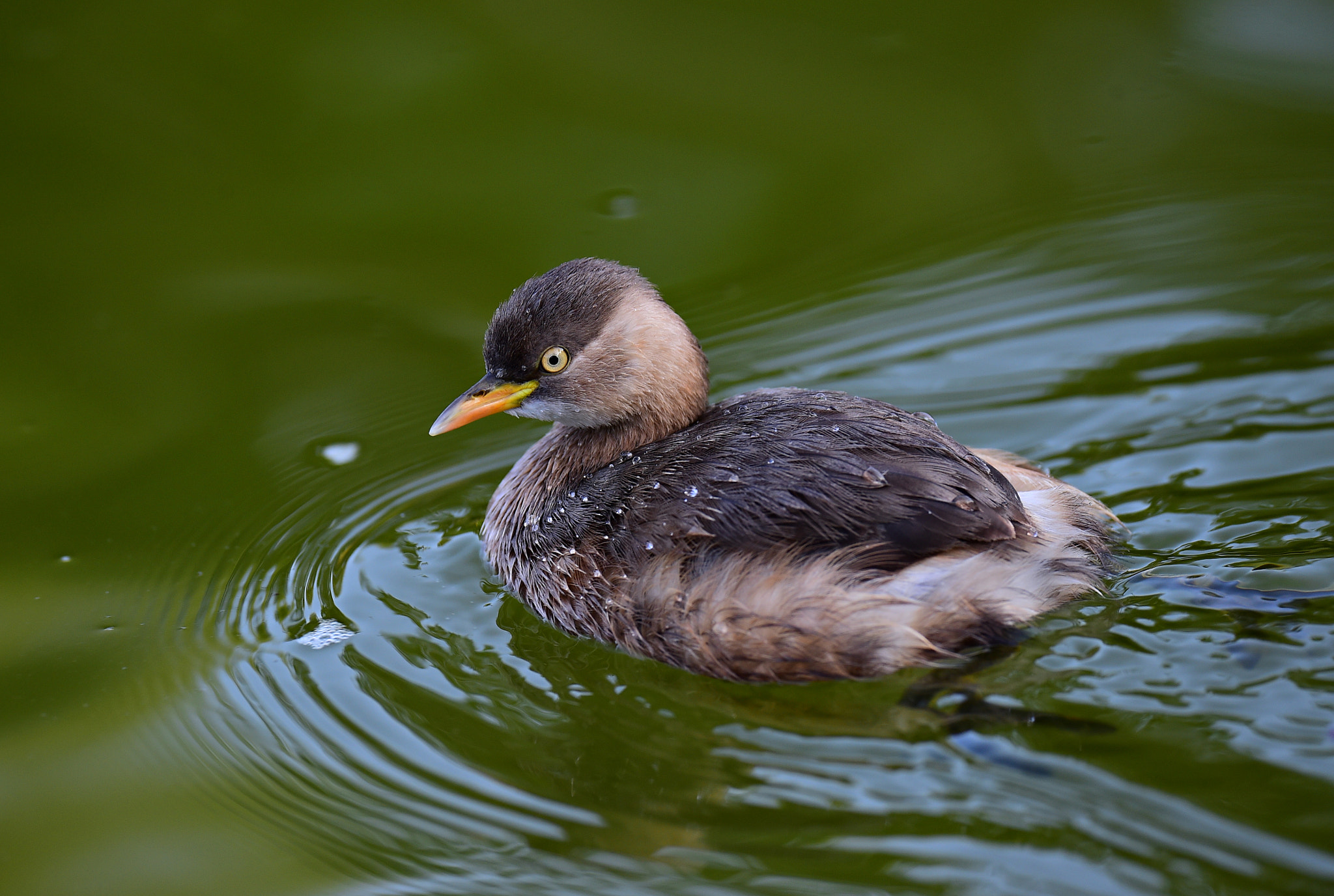 Nikon AF-S Nikkor 600mm F4E FL ED VR sample photo. 小鸊鷈 photography