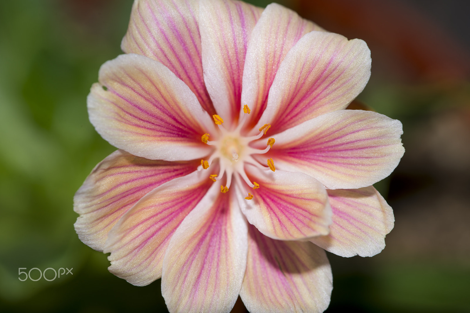 Nikon D800 + Nikon AF Micro-Nikkor 200mm F4D ED-IF sample photo. Pink lewisia cotyledon photography