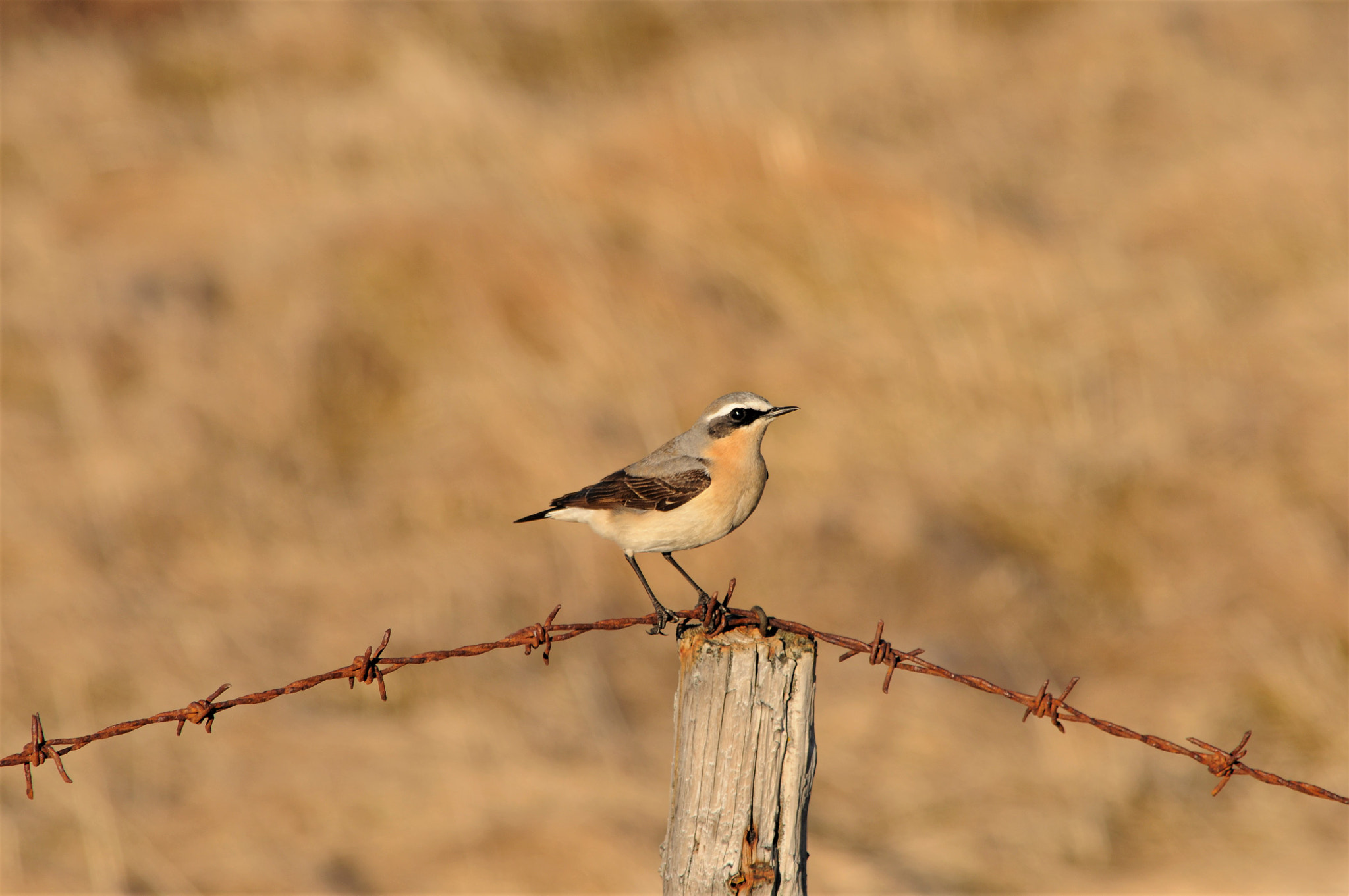 Nikon D300S sample photo. Northern wheatear (steinskvett) photography