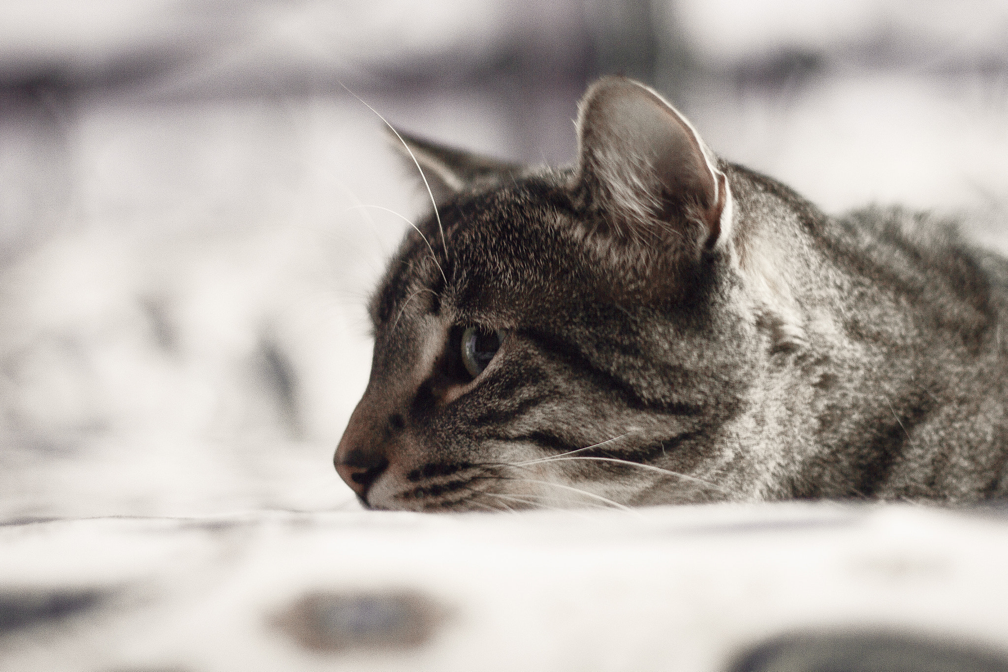 Canon EF 50mm f/1.8 sample photo. Pixel. photography