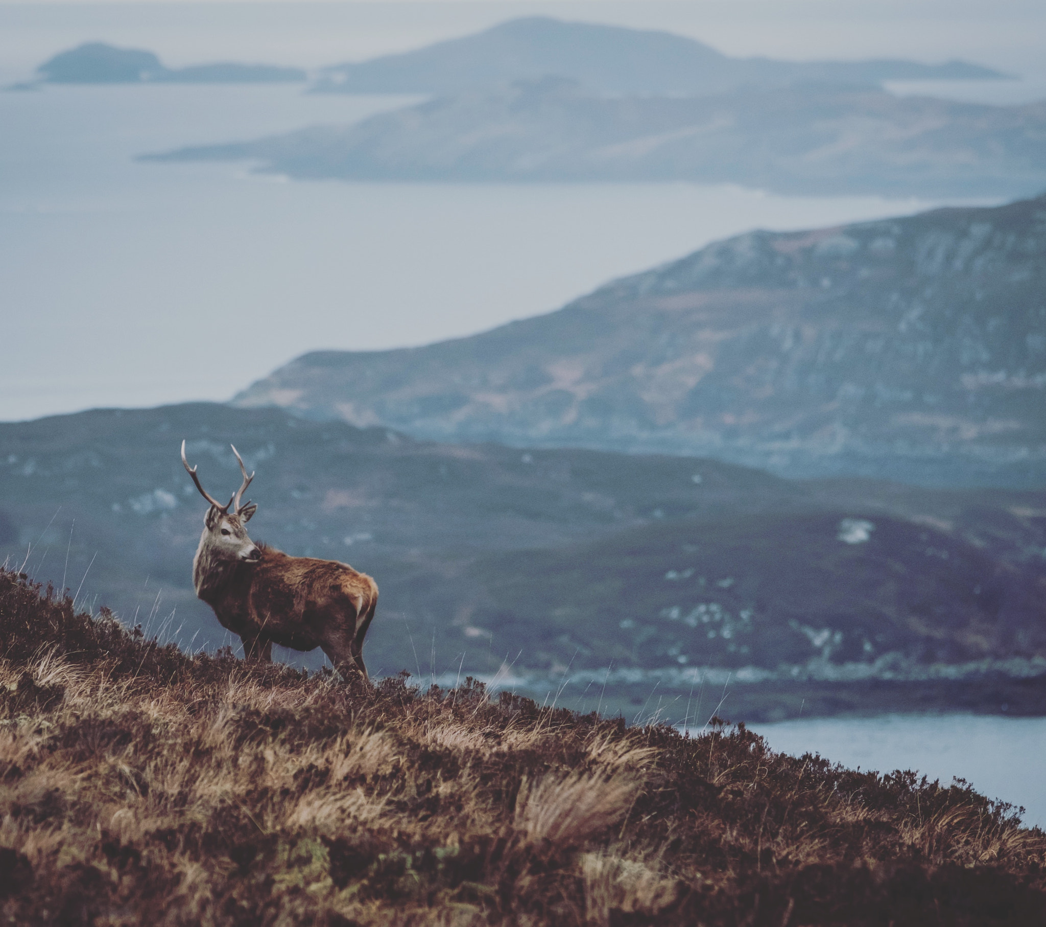 Fujifilm X-Pro2 + Fujifilm XF 50-140mm F2.8 R LM OIS WR sample photo. Came across a heard of deer crossing the assynt hi ... photography