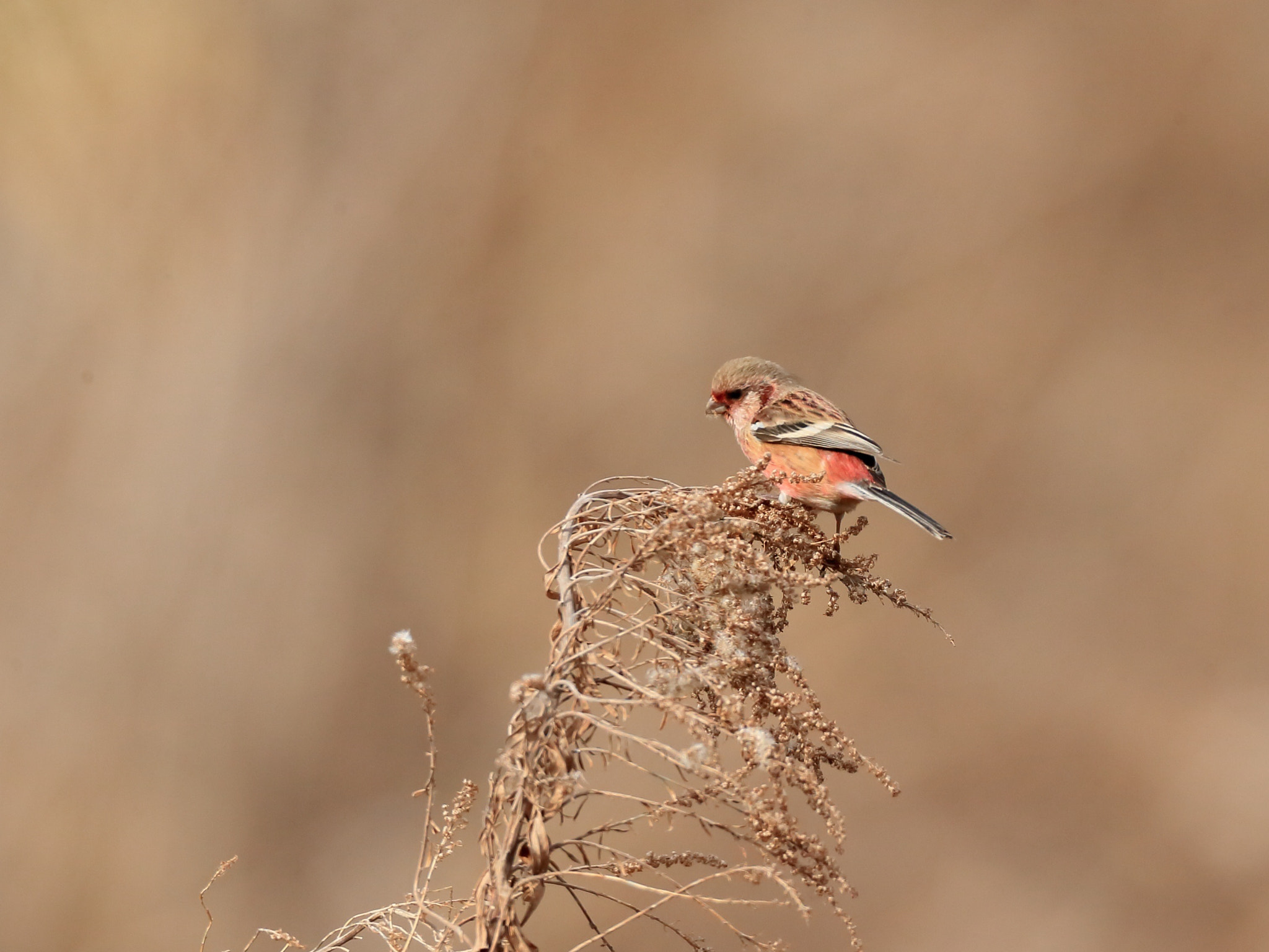 Canon EOS-1D X + Canon EF 800mm F5.6L IS USM sample photo. ベニマシコ long-tailed rosefinch photography