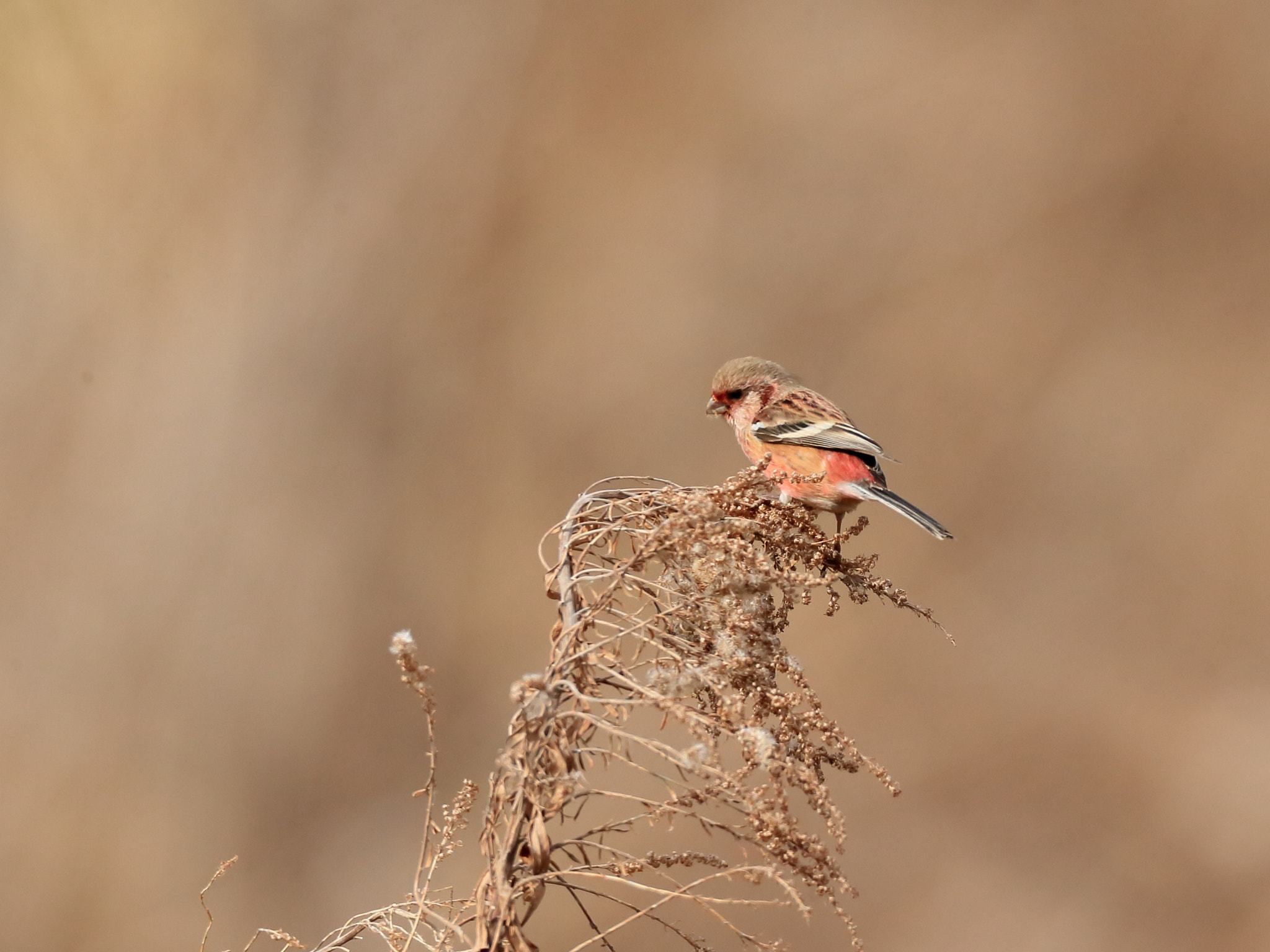 Canon EF 800mm F5.6L IS USM sample photo. ベニマシコ long-tailed rosefinch photography