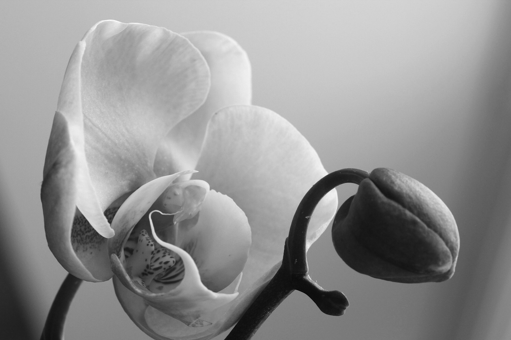 Canon EF-S 60mm F2.8 Macro USM sample photo. Phalenopsis macro bnw photography