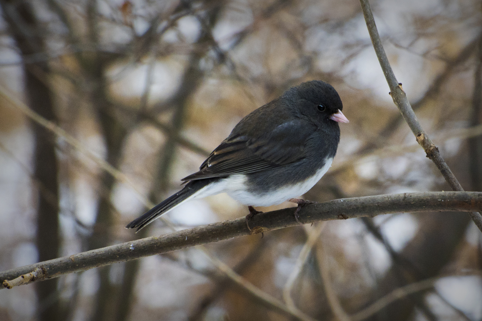 Nikon D500 + Nikon AF-S Nikkor 70-300mm F4.5-5.6G VR sample photo. Dark-eyed junco. windsor, on. photography