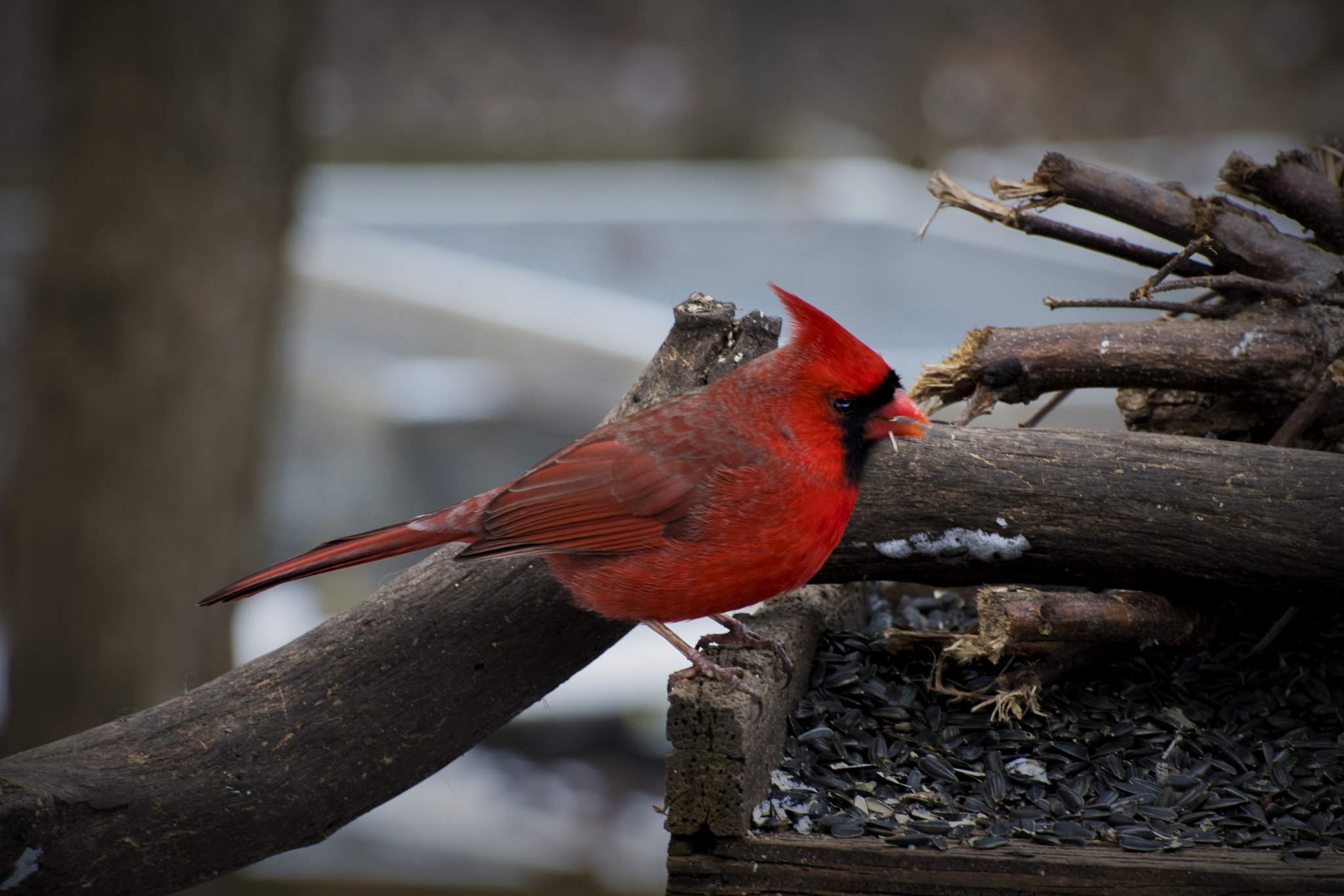 Nikon D500 sample photo. Old cardinal. windsor, on. photography