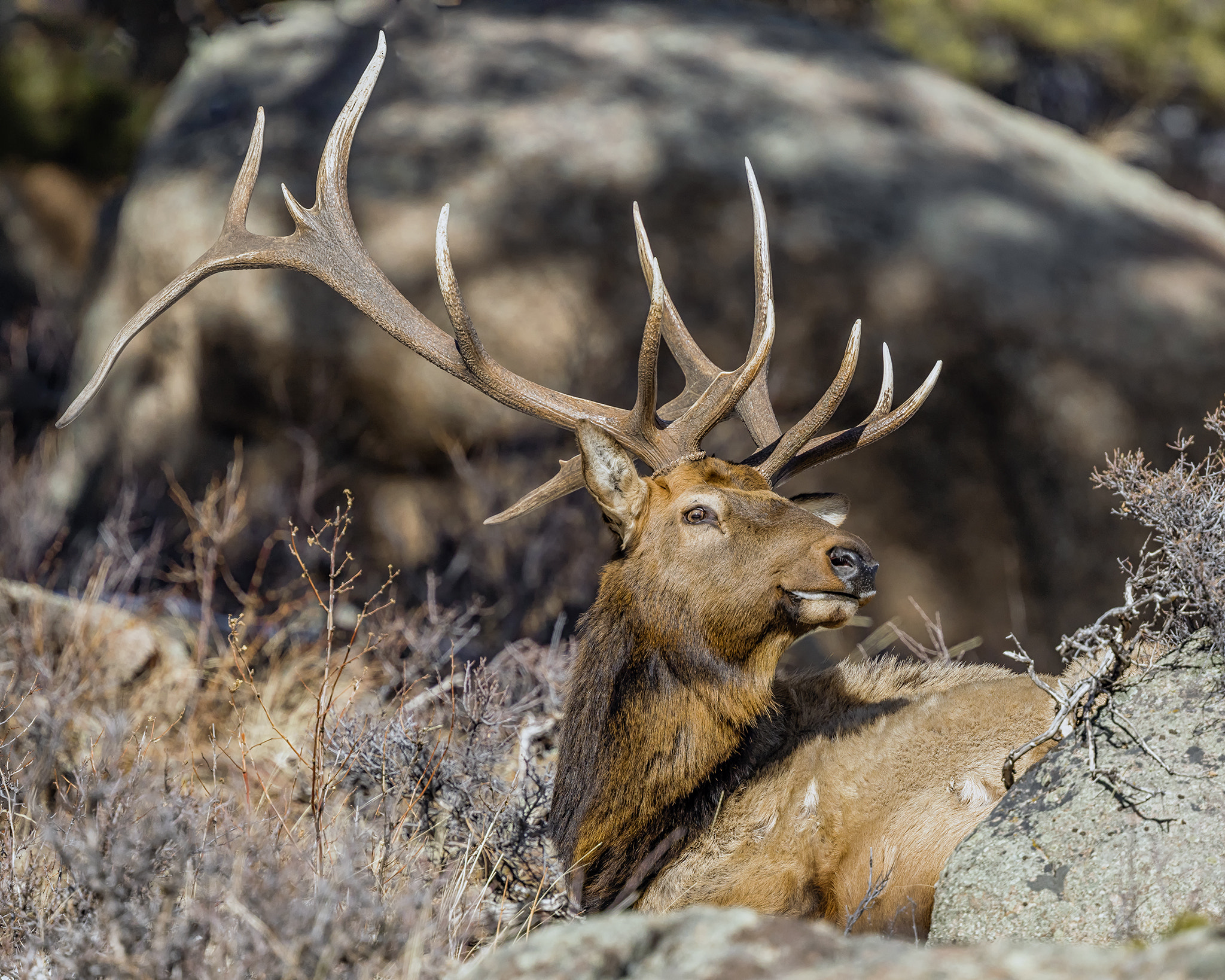 Canon EOS 5D Mark IV + Canon EF 400mm F4 DO IS II USM sample photo. Imperial basking in the january sunshine photography