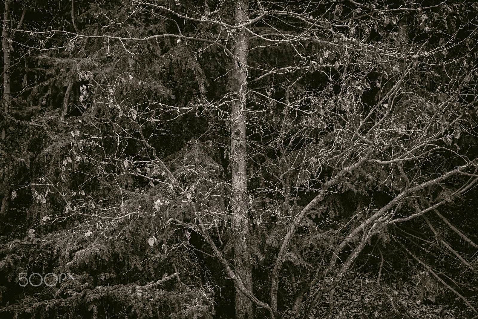 Nikon D810 + Sigma 24-105mm F4 DG OS HSM Art sample photo. Bare tree with foliage background photography