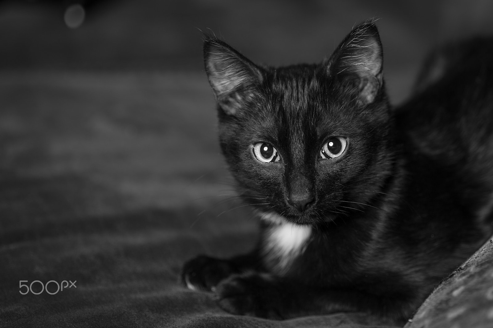 Nikon D4 sample photo. 2017-01-30_03-50-20.jpg photography