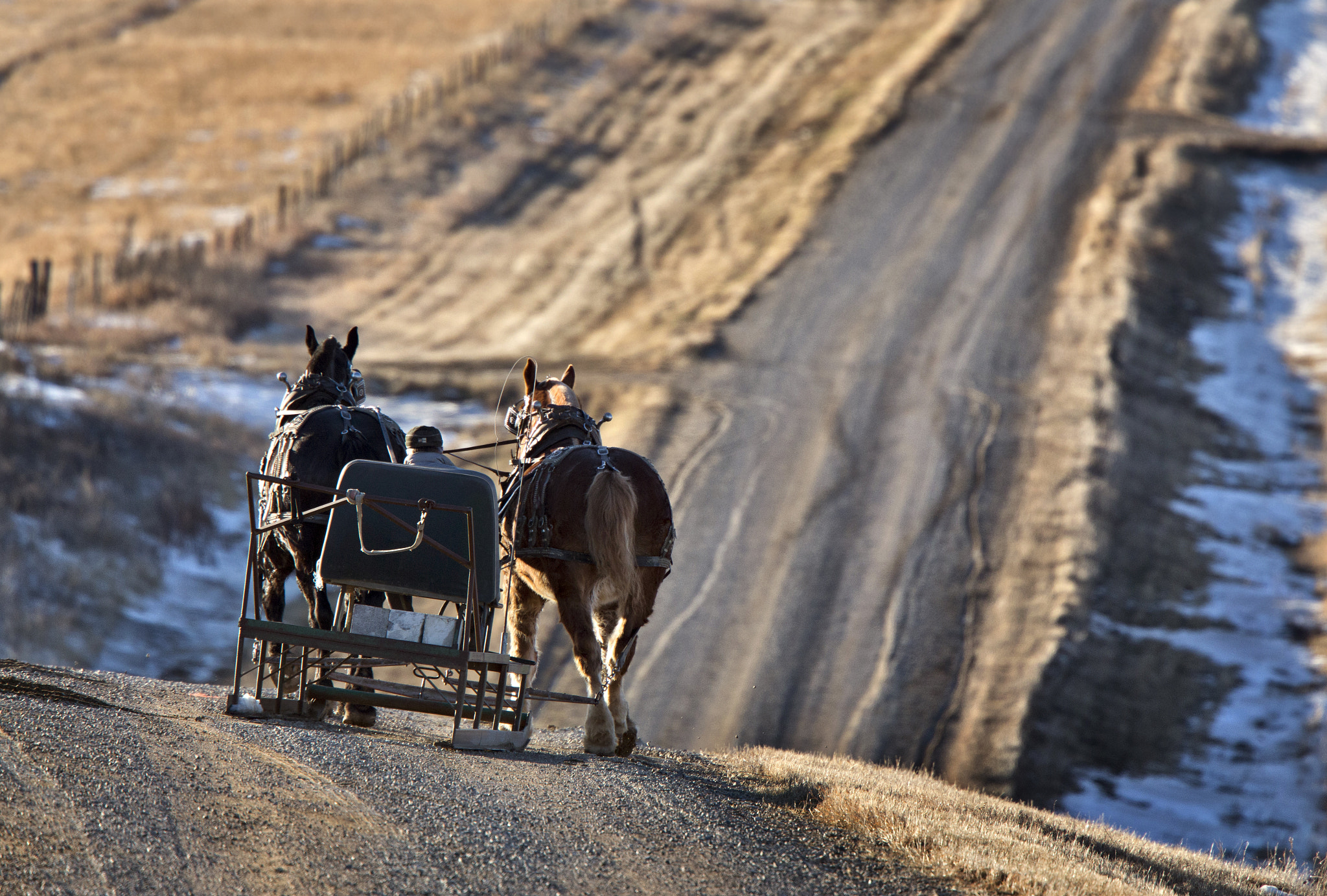 Canon EF 400mm F4.0 DO IS USM sample photo. Horse drawn photography