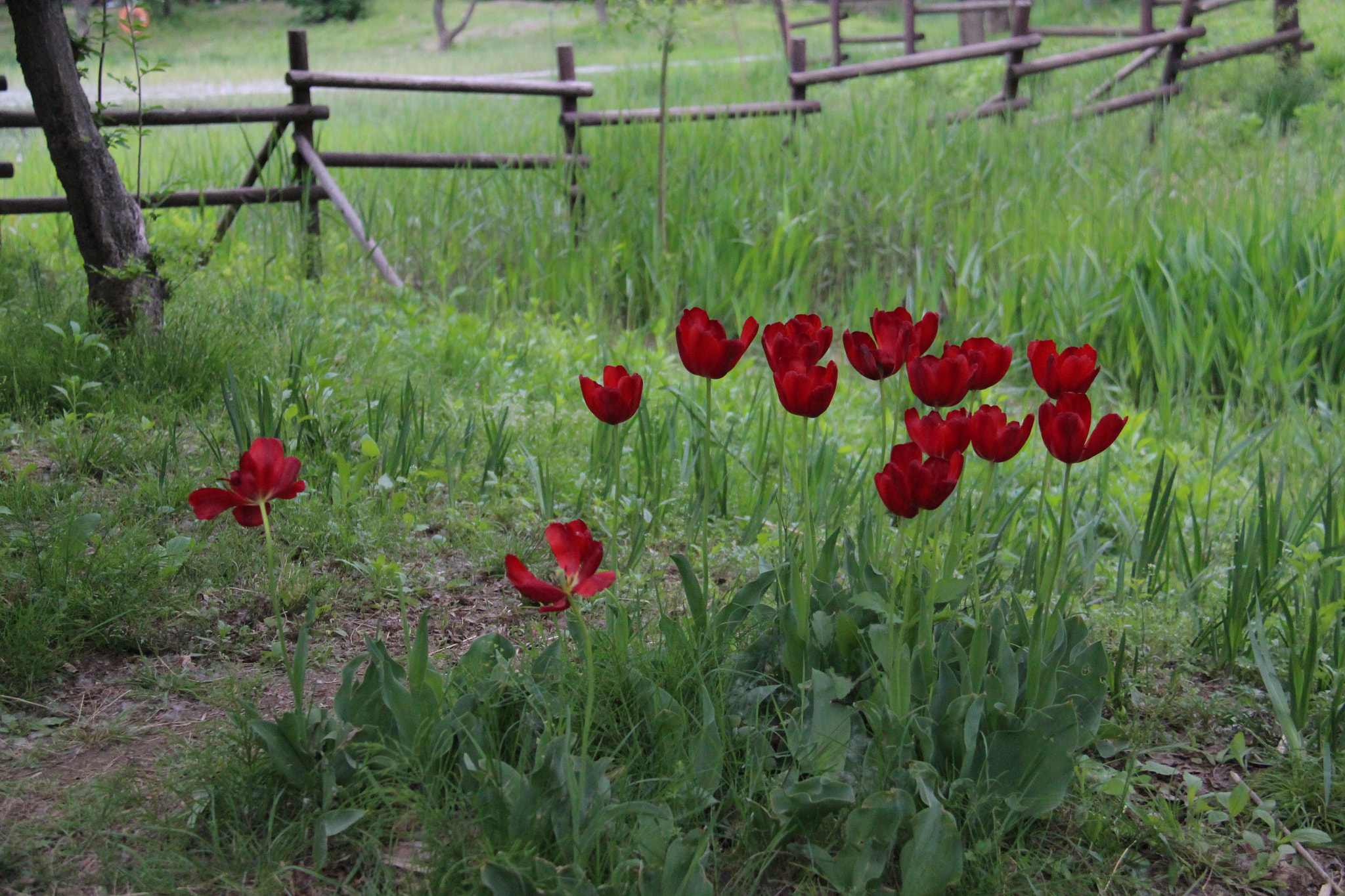 Canon EF-S 18-200mm F3.5-5.6 IS sample photo. 평화로운`````공원 photography