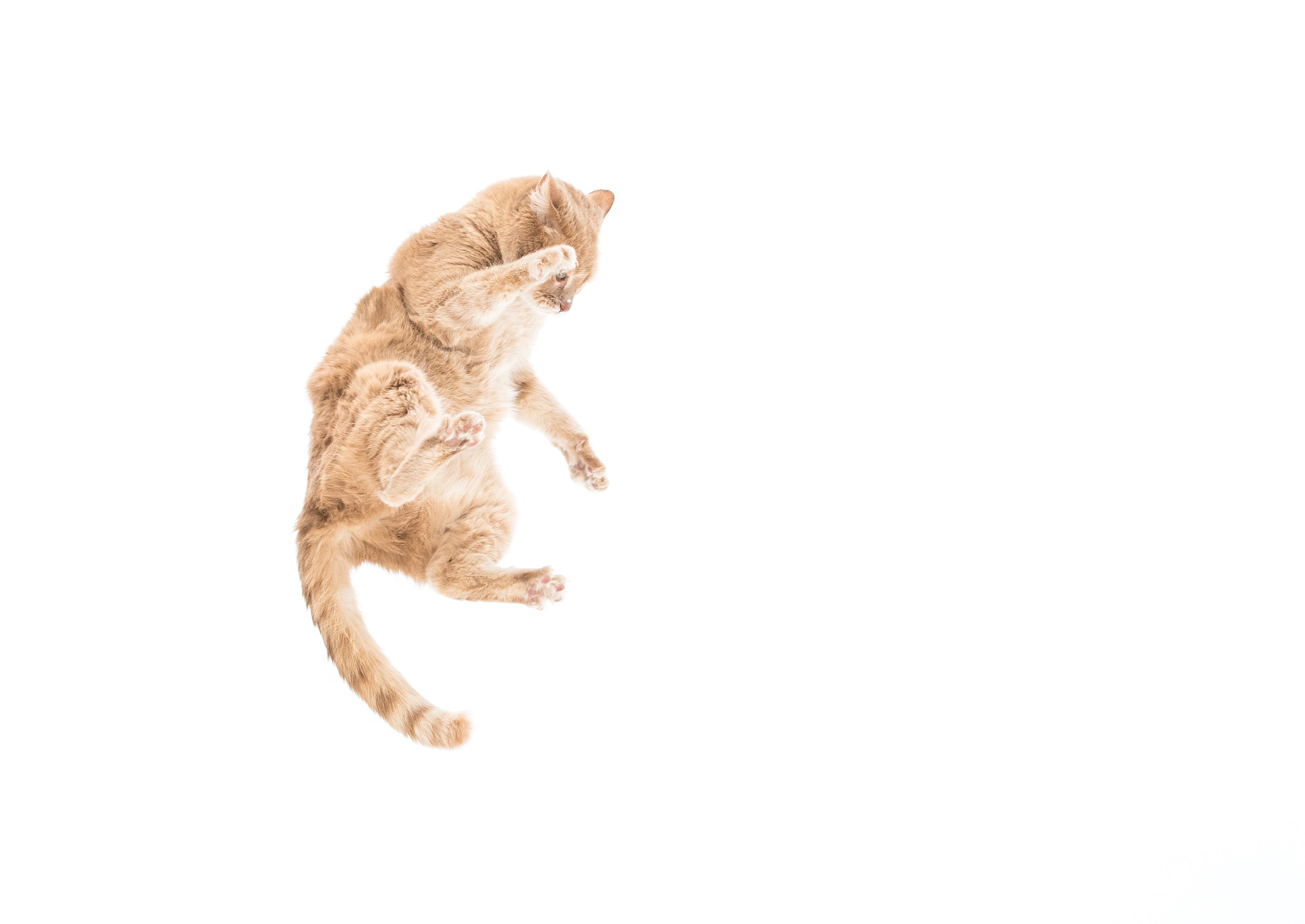 Nikon D500 sample photo. Flying cat photography